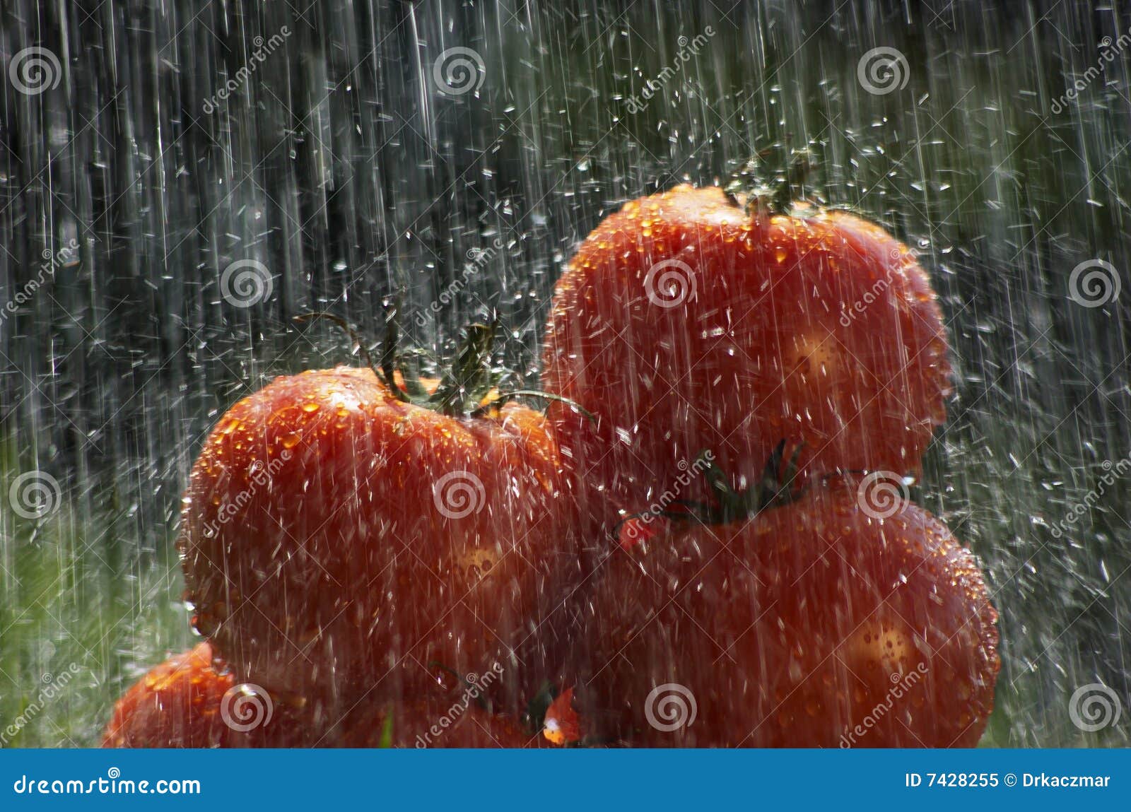 Tomatoes in the rain stock image. Image of color, close 7428255