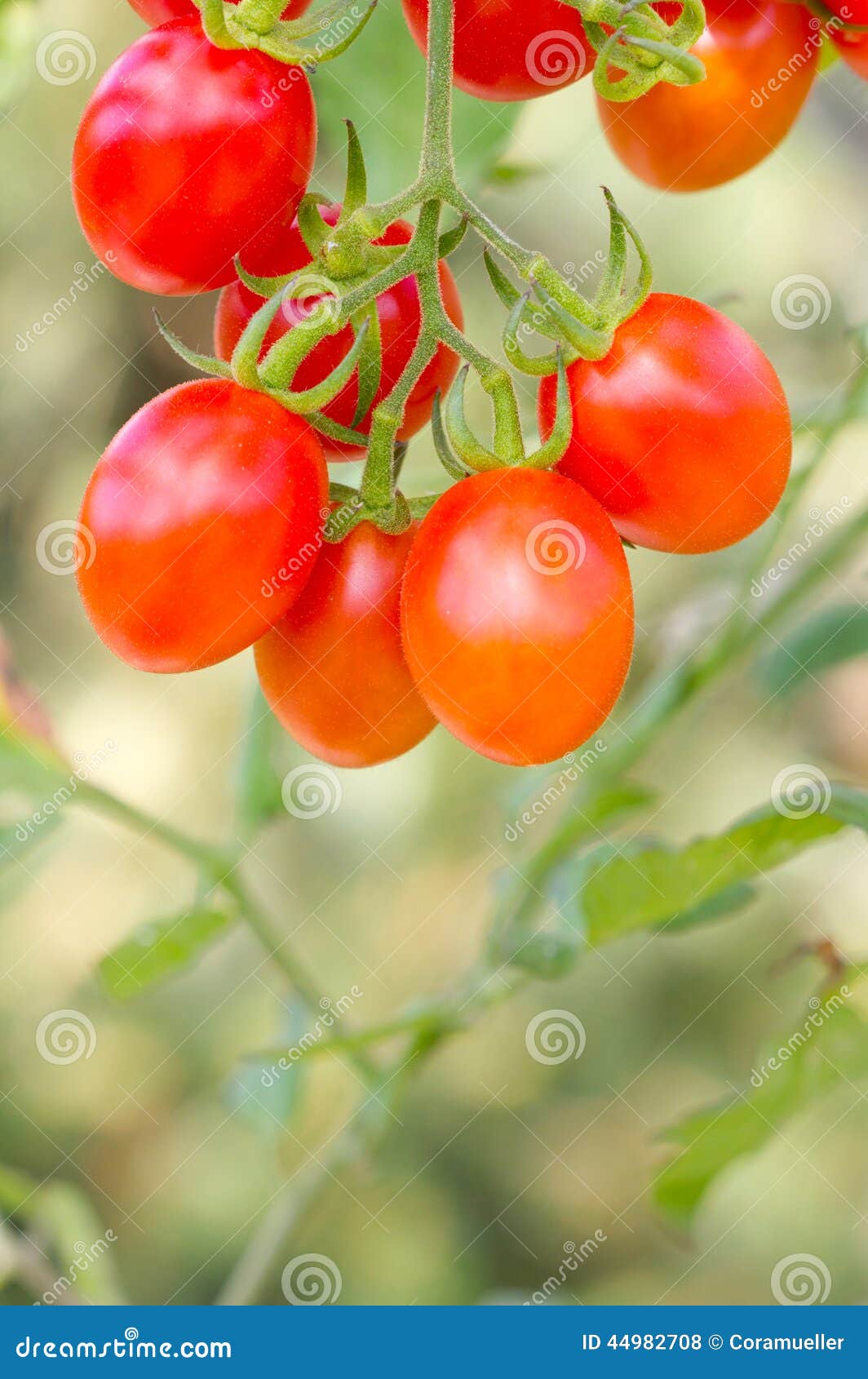 Tomatoes stock photo. Image of green, grape, tomatoes 44982708