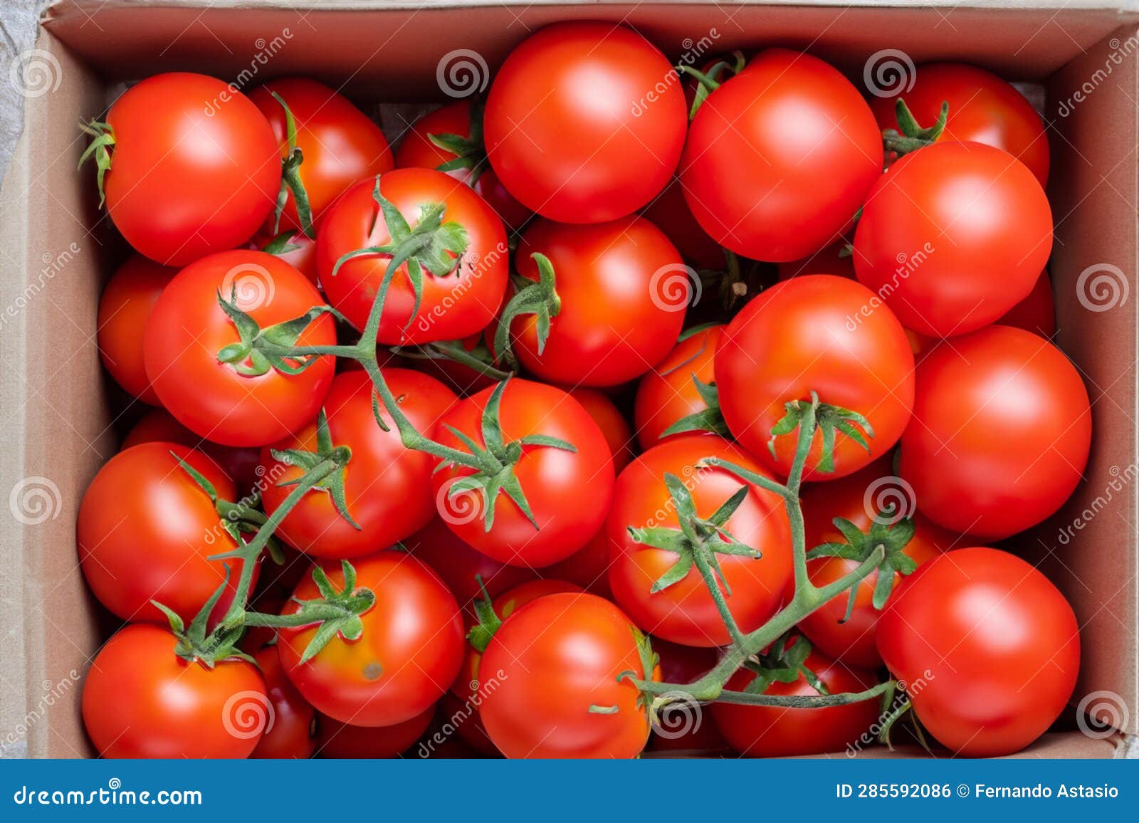 Tomatoes. Set of Tomatoes. Set of Cherry Tomatoes. Red and Green