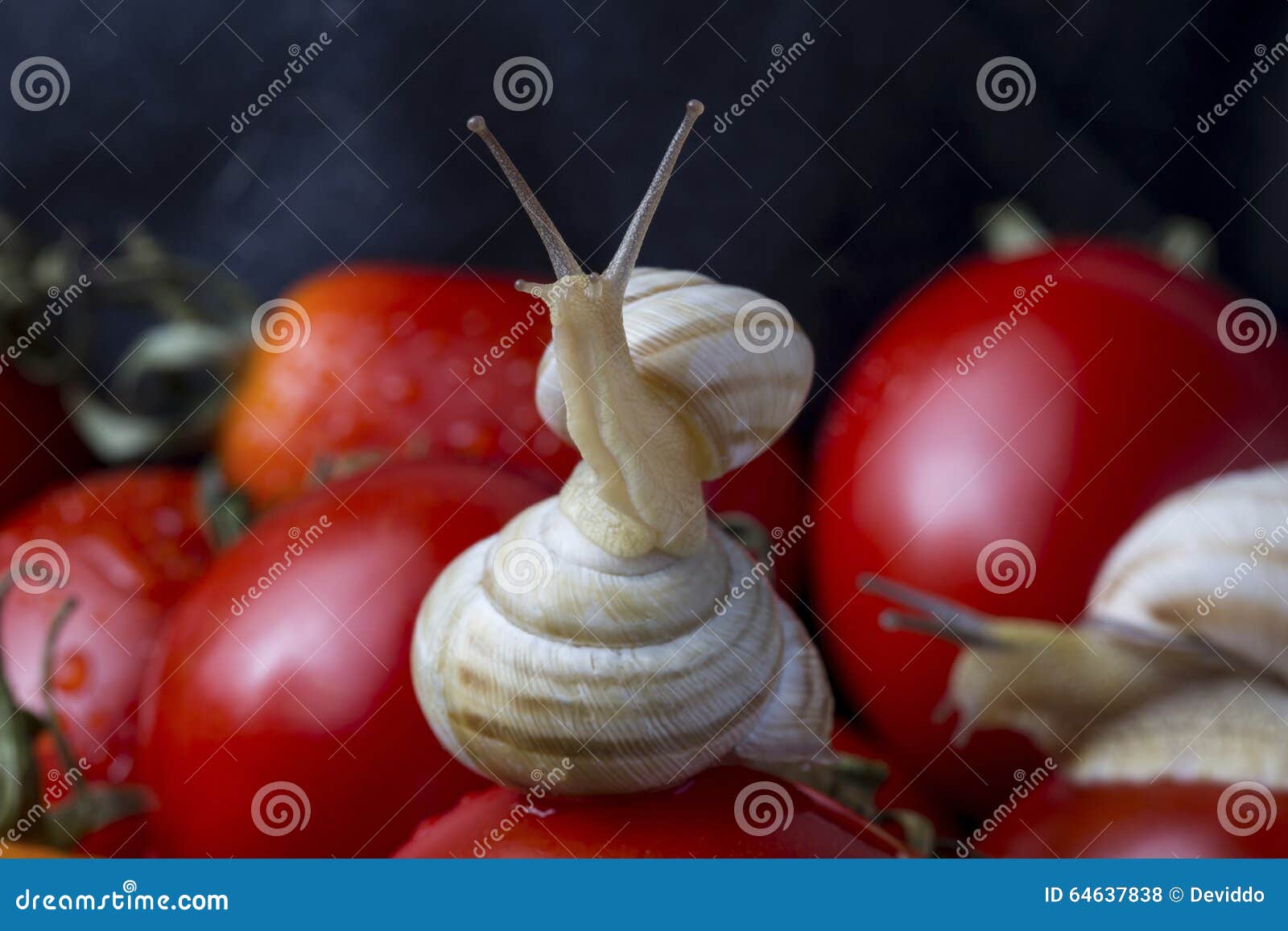 Tomatoes and snail stock photo. Image of animals, slug 64637838