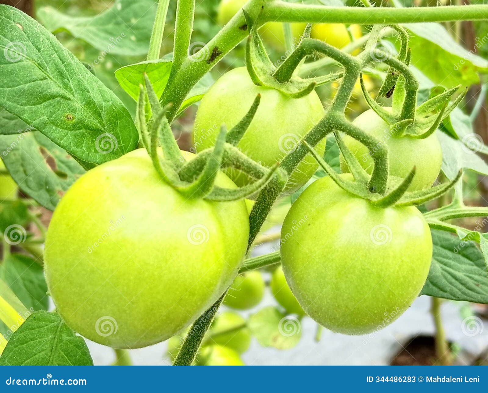 these are tomatoes that are still green