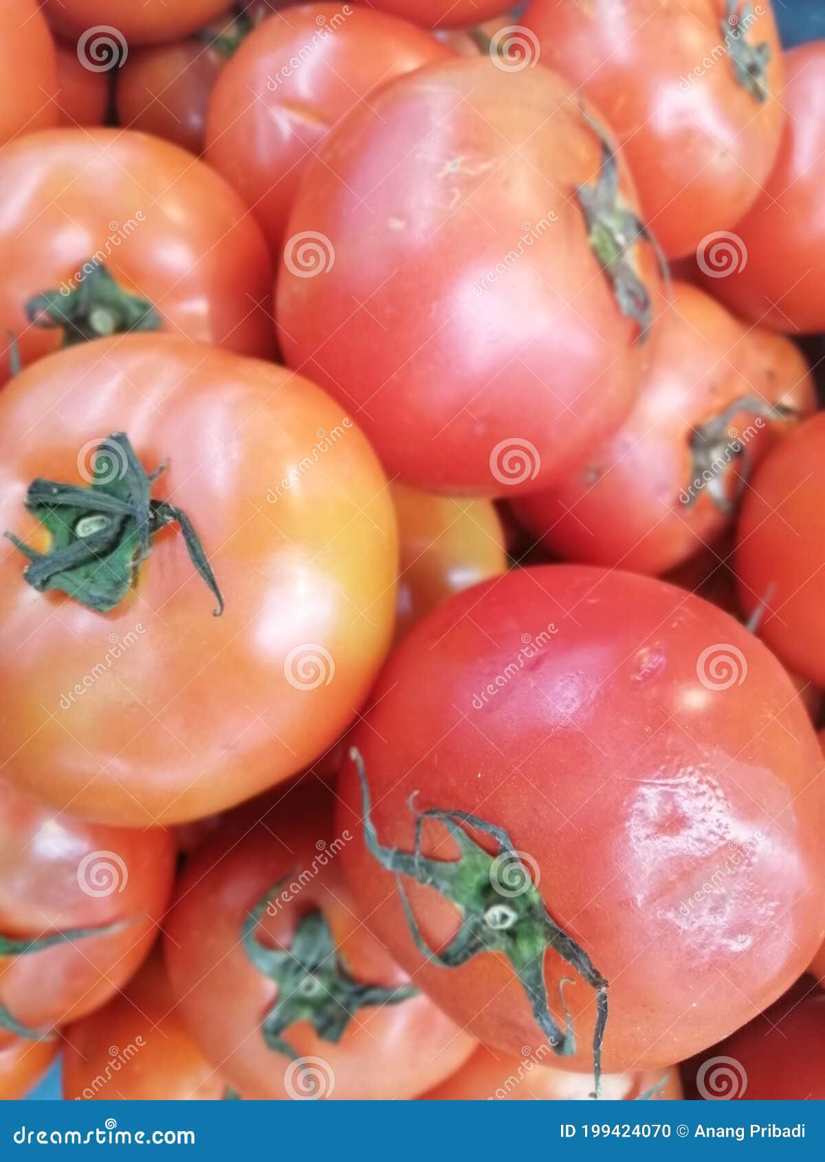 Tomatoes Vegetable Fresh from the Farm Stock Photo Image of produce