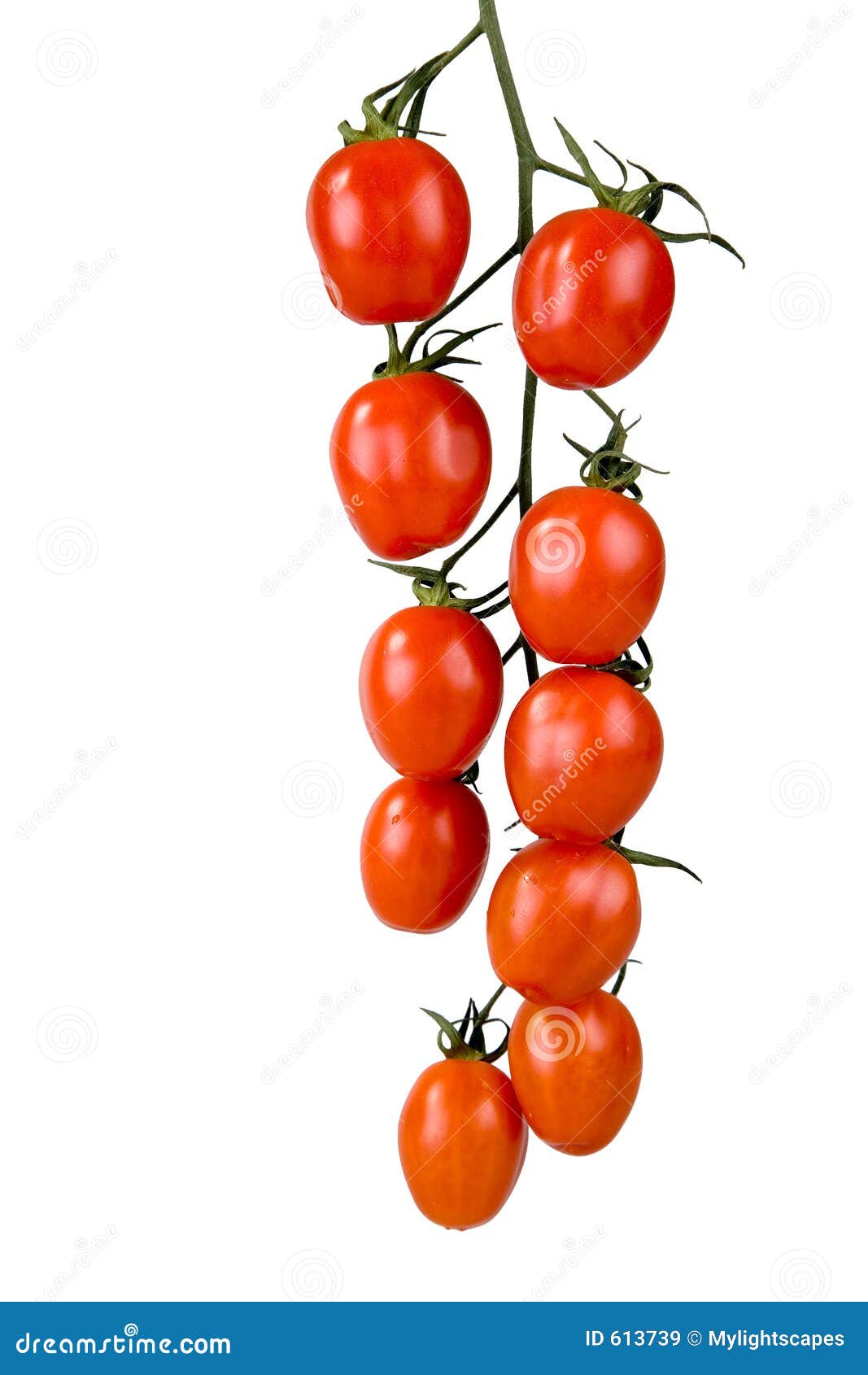 Tomatoes on a vine stock image. Image of nutrition, fresh 613739