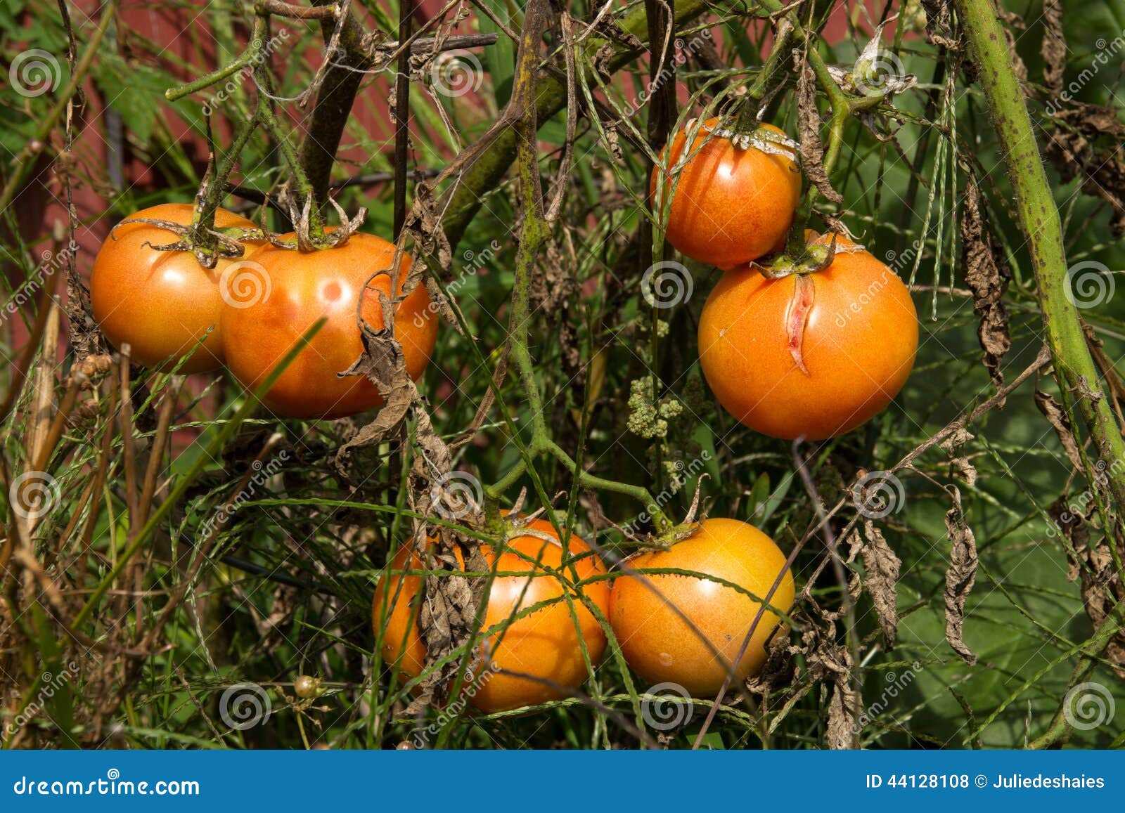 Tomatväxtsjukdom i trädgården