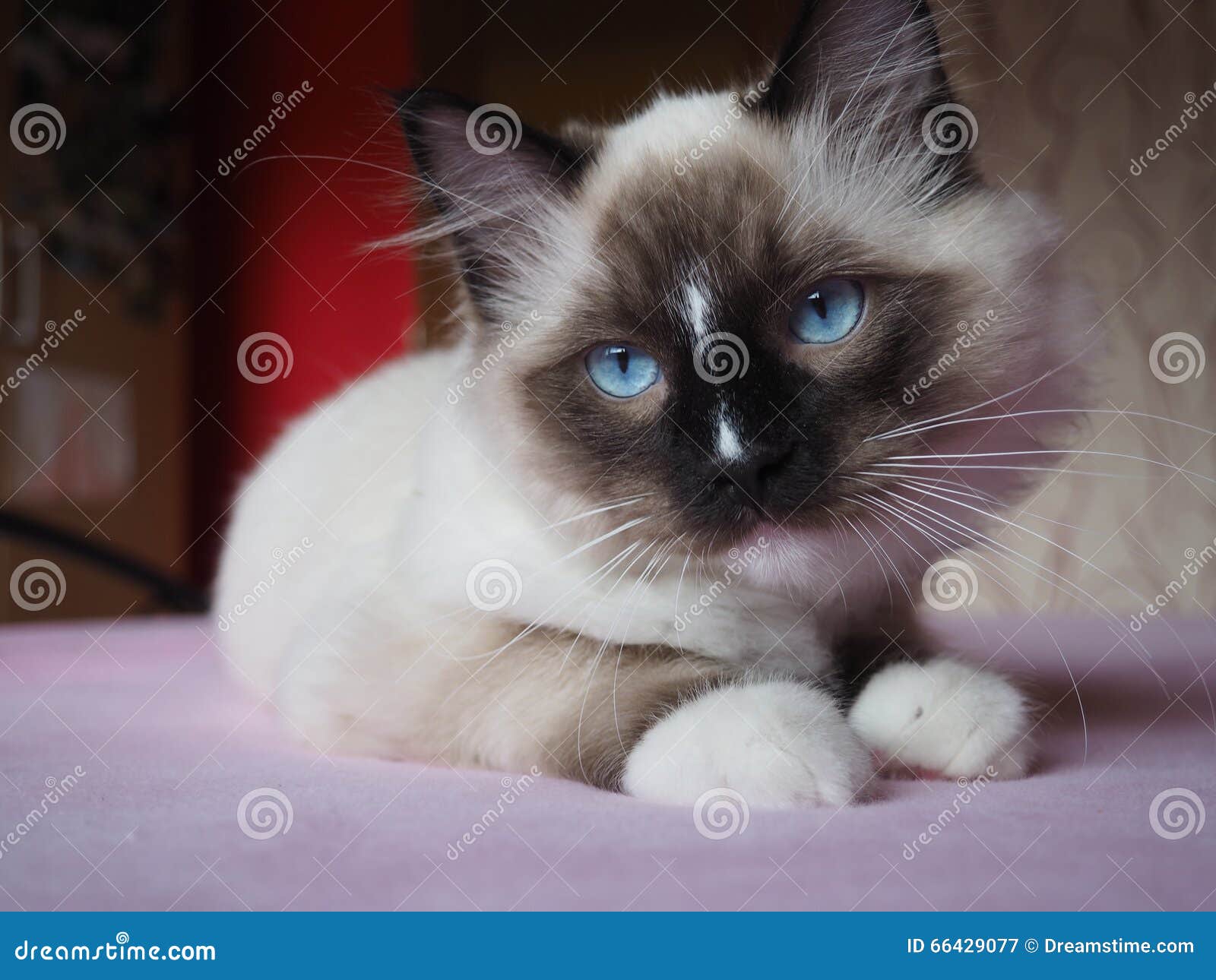 Tomcat Riky stock image. Image of ragdoll, catlife, beautiful - 66429077