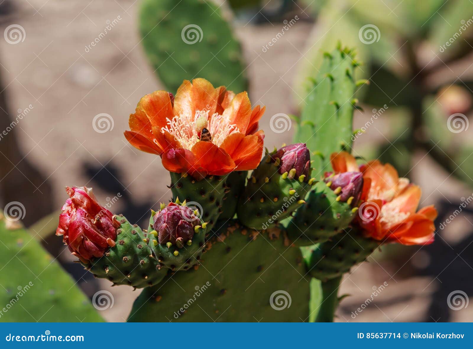 Tomentosa Do Opuntia Plantas E Flores Do Cacto No Jardim Botânico Foto de  Stock - Imagem de planta, arbusto: 85637714