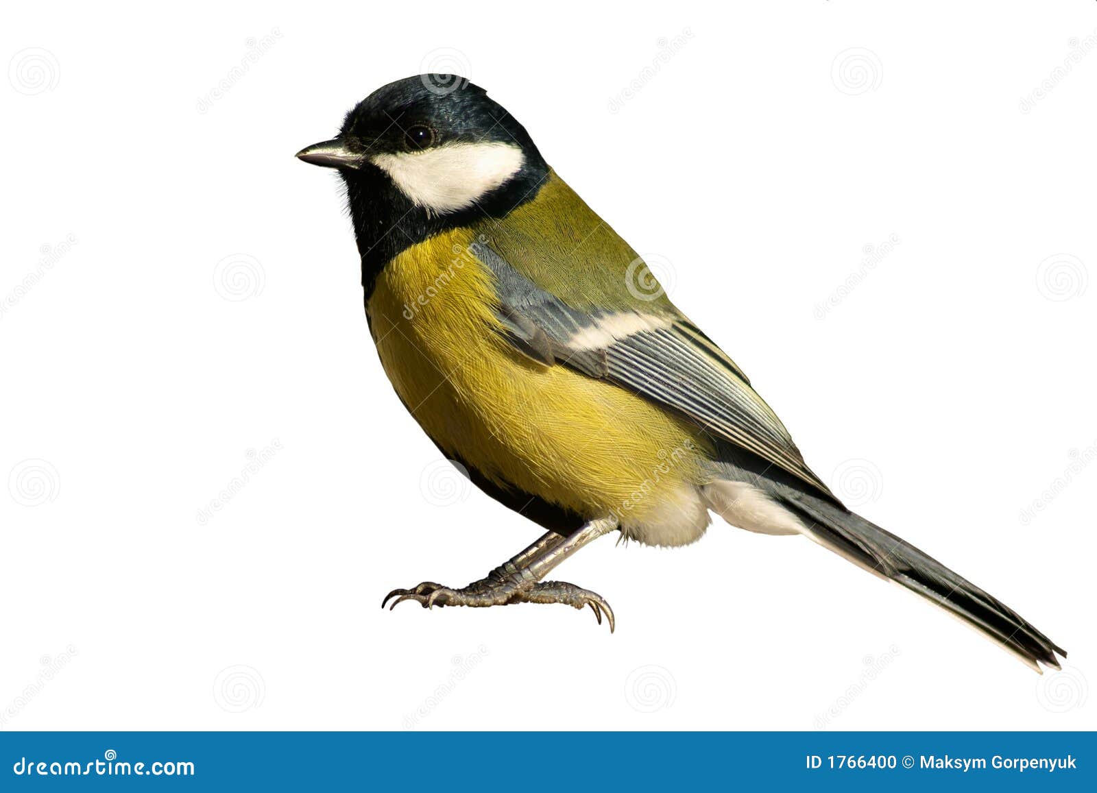 Tomtit bird isolated on white