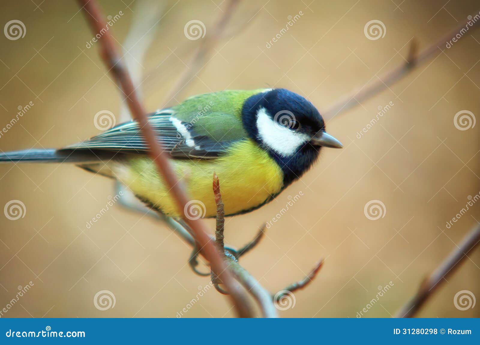 tomtit bird