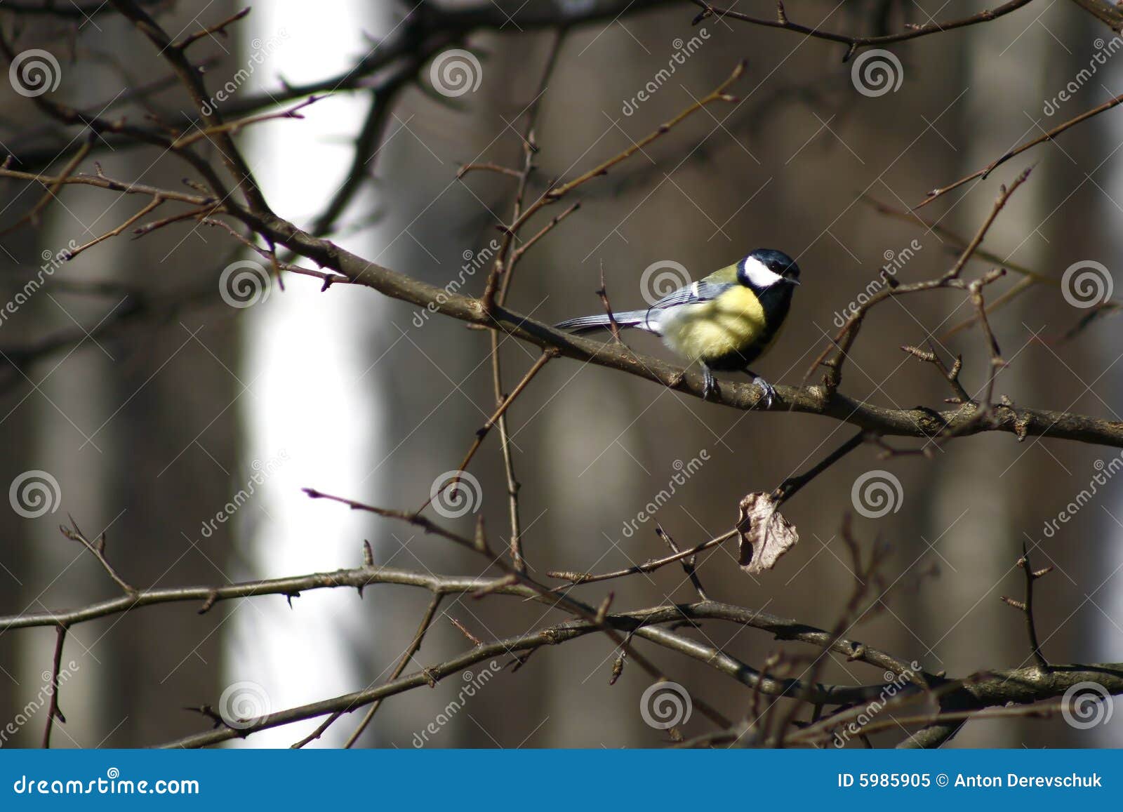 tomtit on a branch