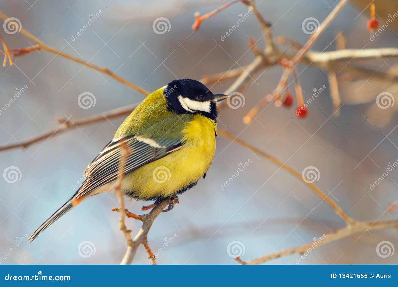 tomtit perched on a branch