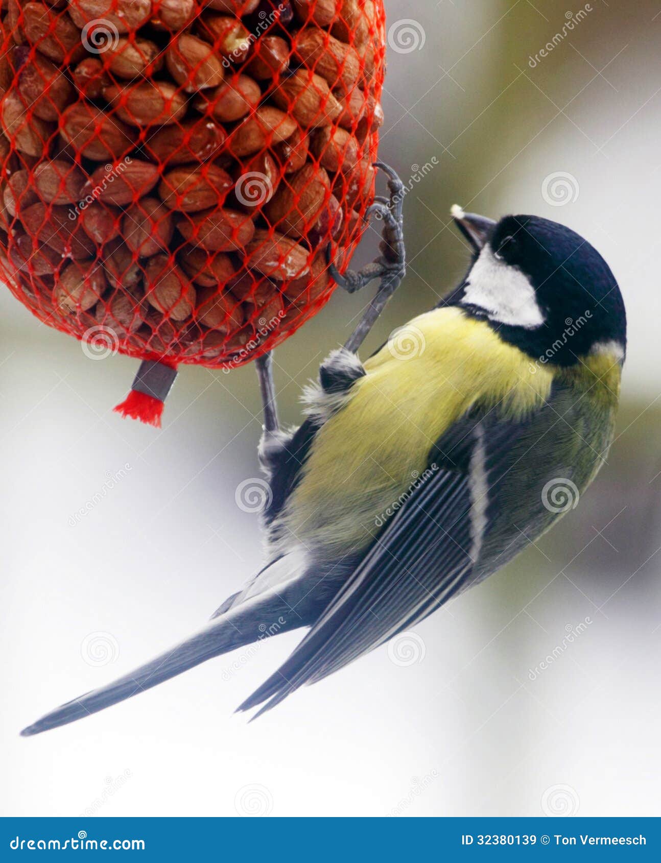 tomtit in winter