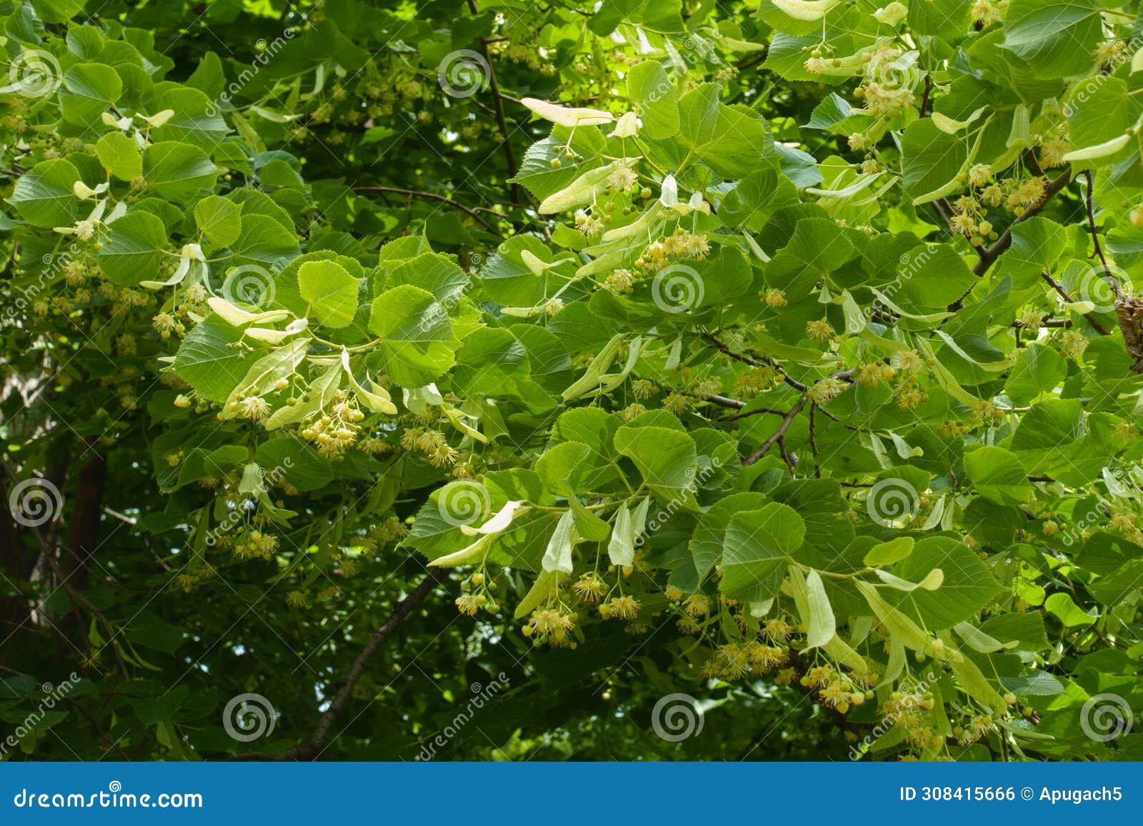 a ton of flowers in the leafage of linden tree in june