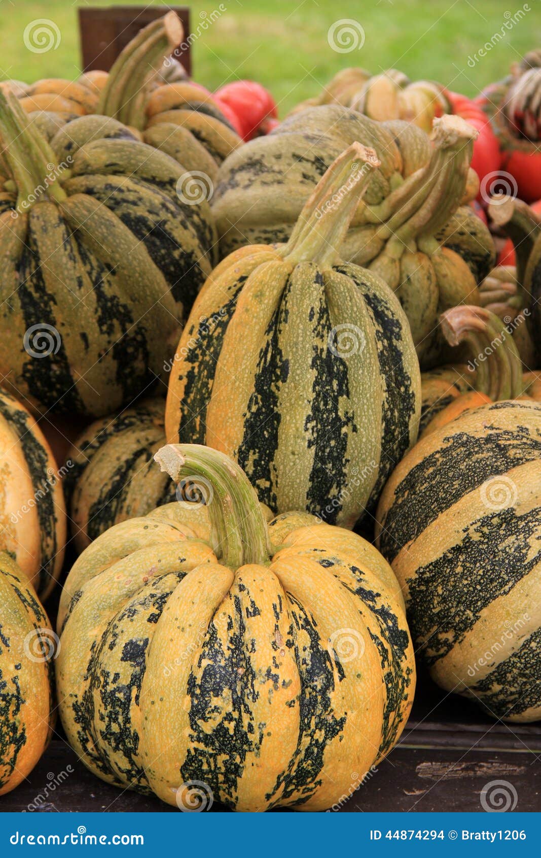 tondo,one of the most sought after fall squash