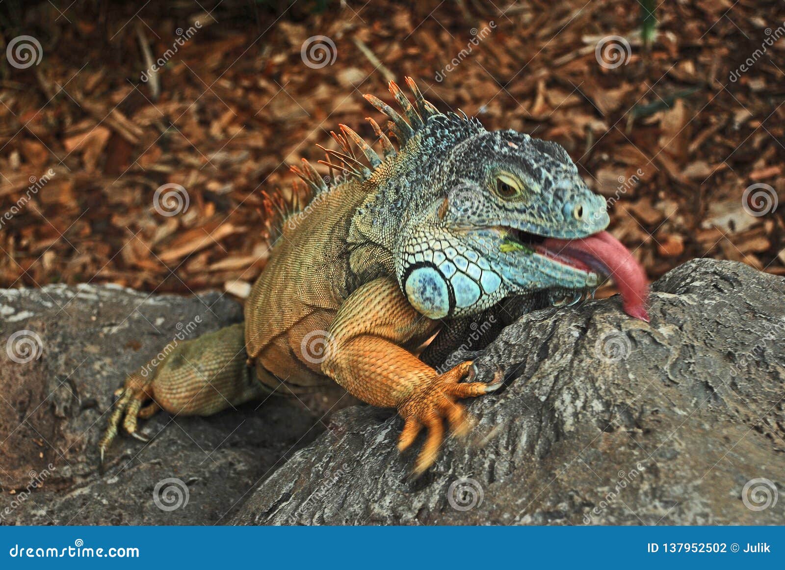 tongue green iguana, loro park, tenerife island.