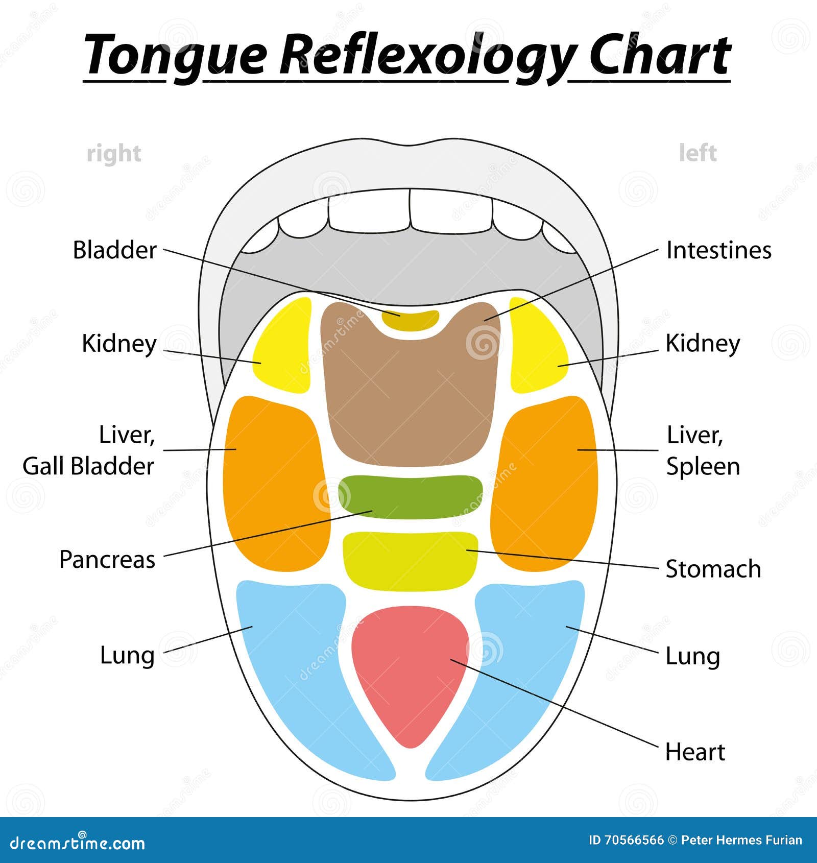 Tongue Chart