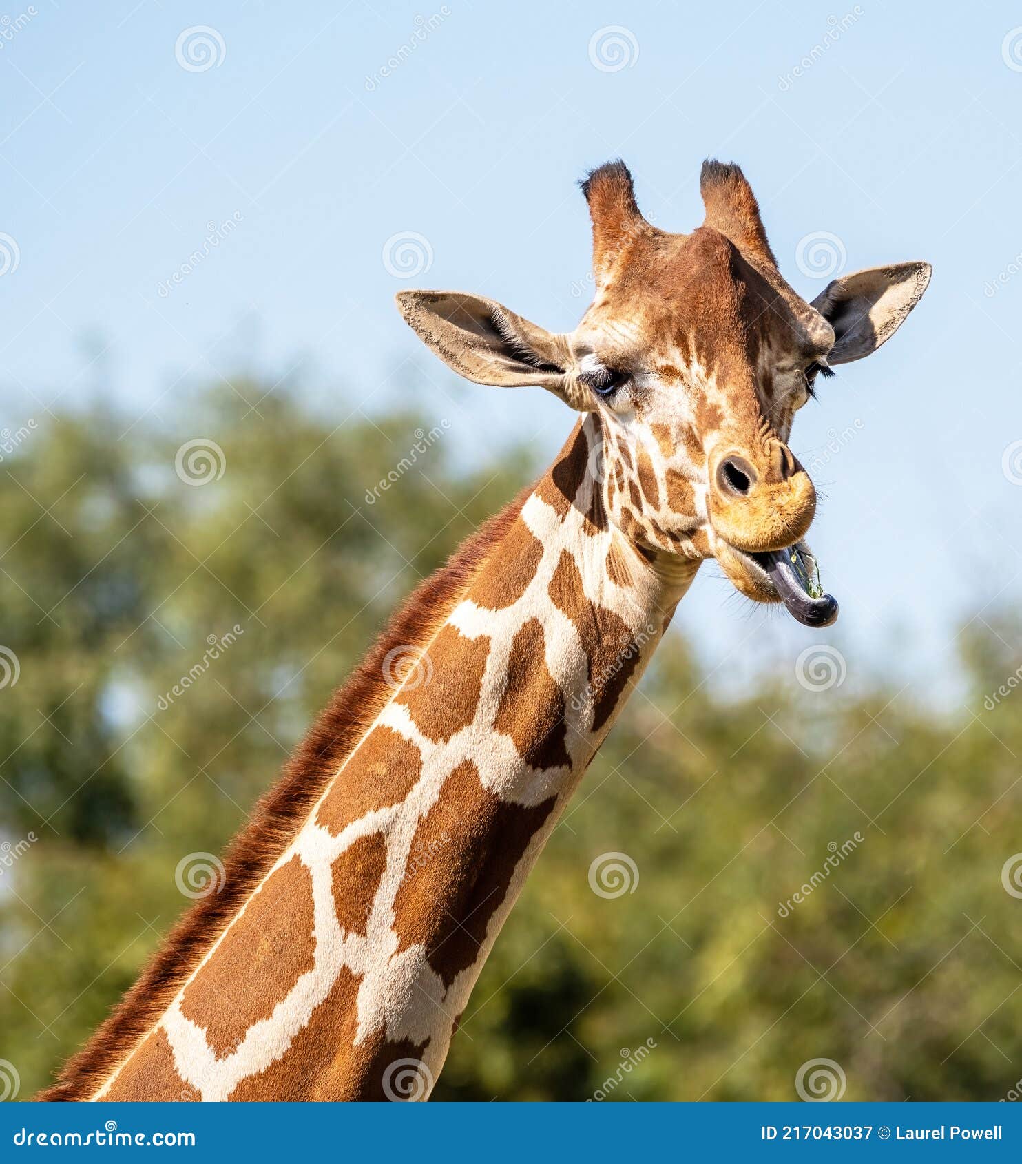Giraffe Making Funny Face Stock Photos - Free & Royalty-Free Stock Photos  from Dreamstime