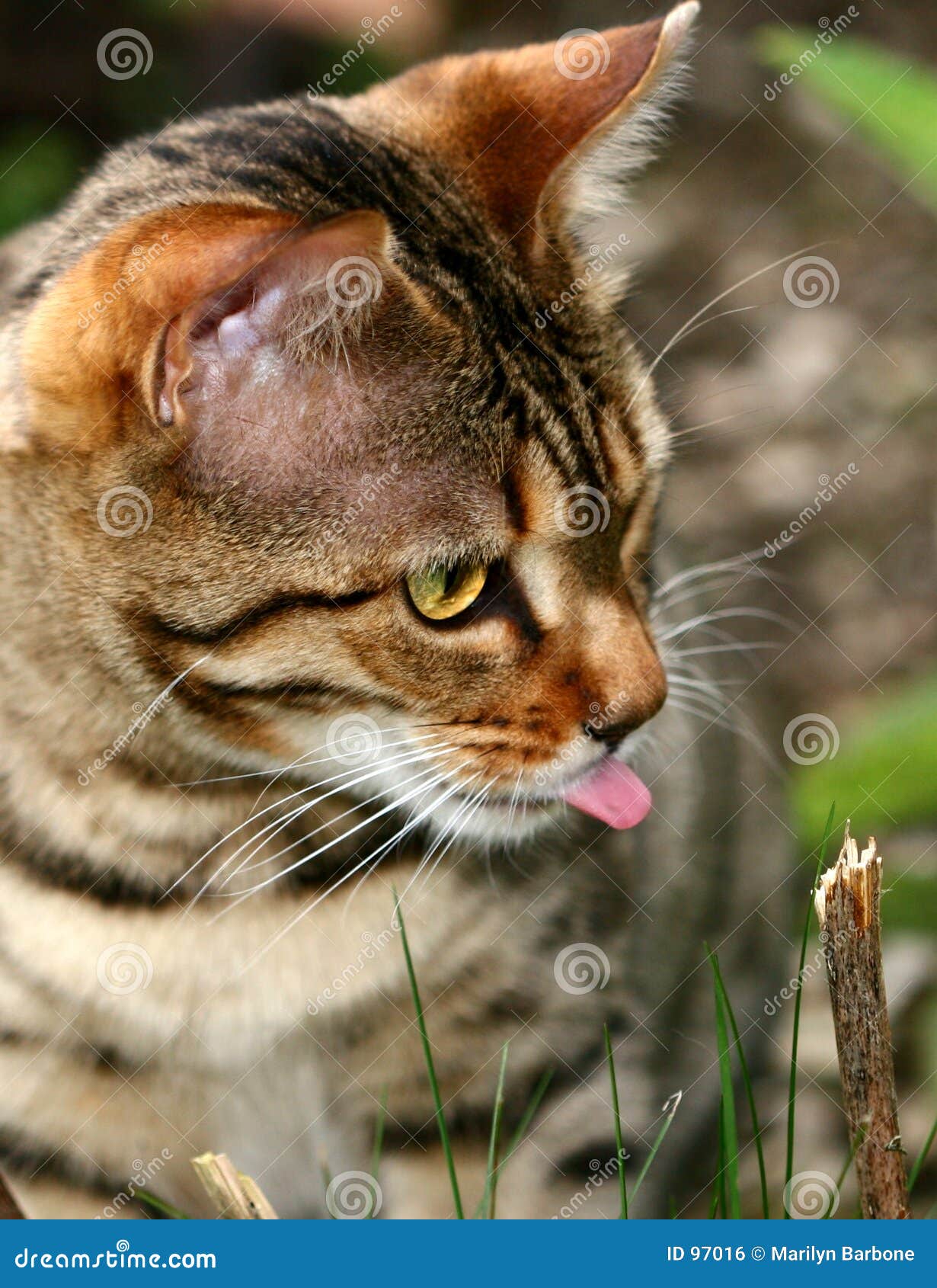 The Tongue and the Stick stock photo. Image of fixate, asian 97016