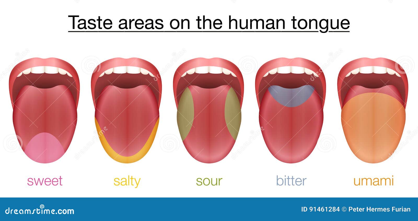 Tongue Sweet Salty Sour Bitter Umami Taste Stock Vector - Illustration