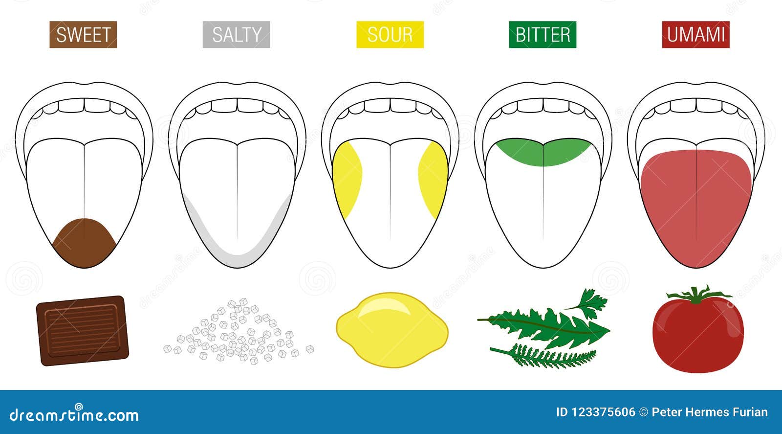 Tongue Taste Areas Food Illustration Stock Vector Illustration Of Salty Division