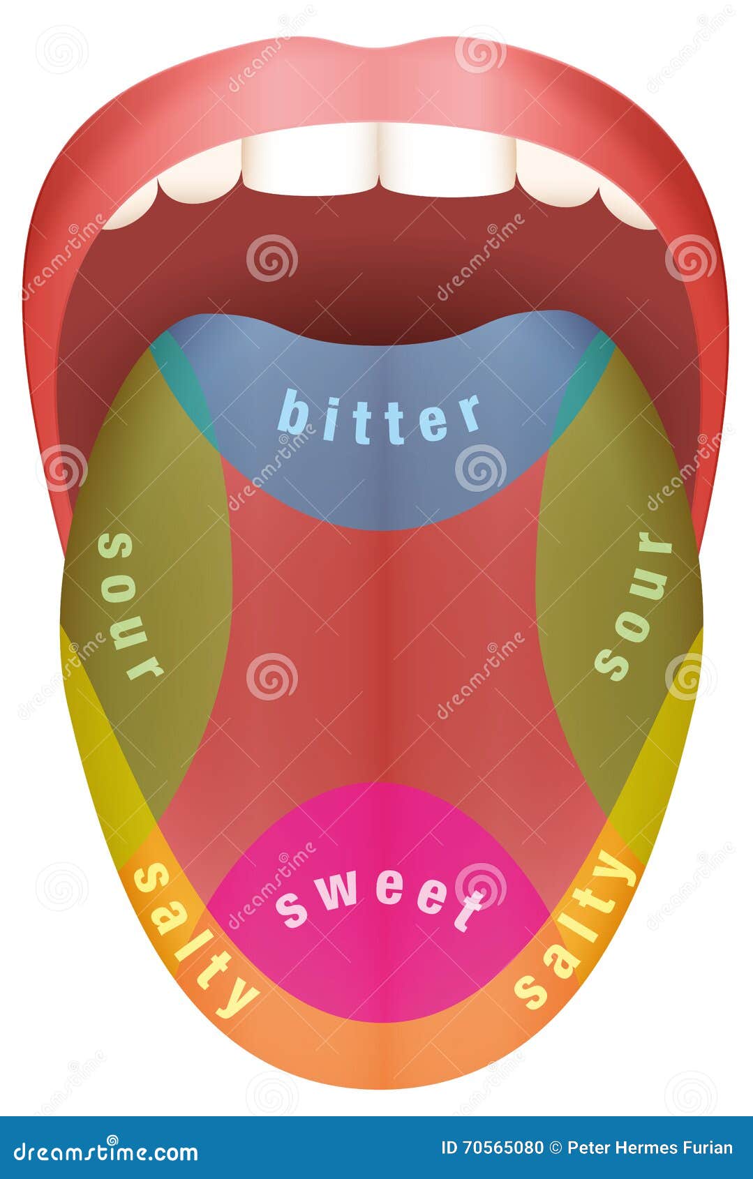 Taste Bud Location Chart