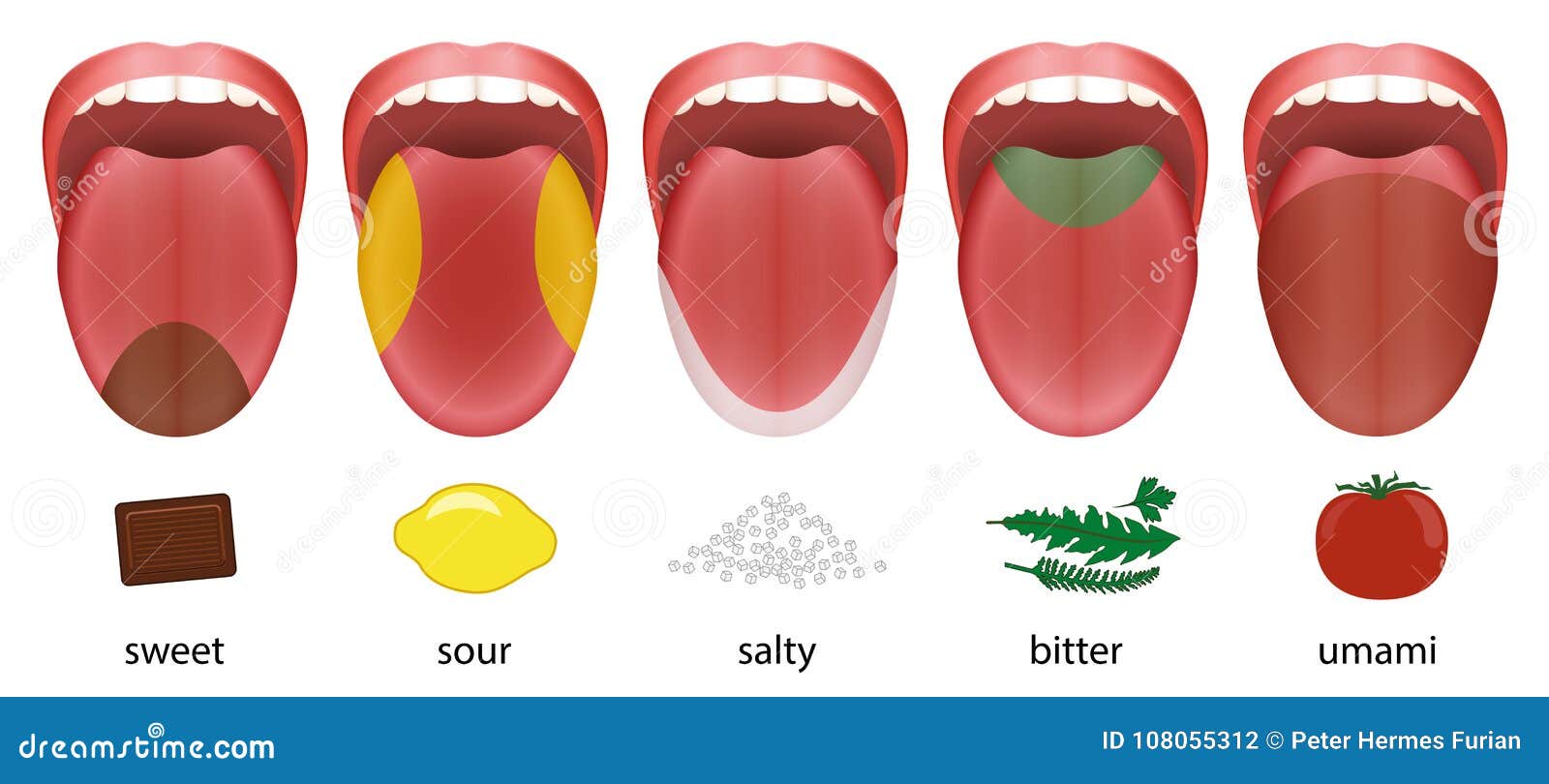 tongue taste areas sweet sour salty bitter umami