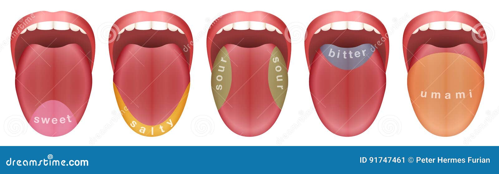 Anatomia e fisiologia do olfato