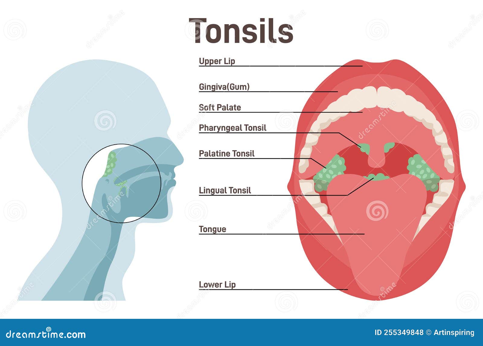Tonsils Human Lymphoid Organs Stock Vector Illustration Of Medical