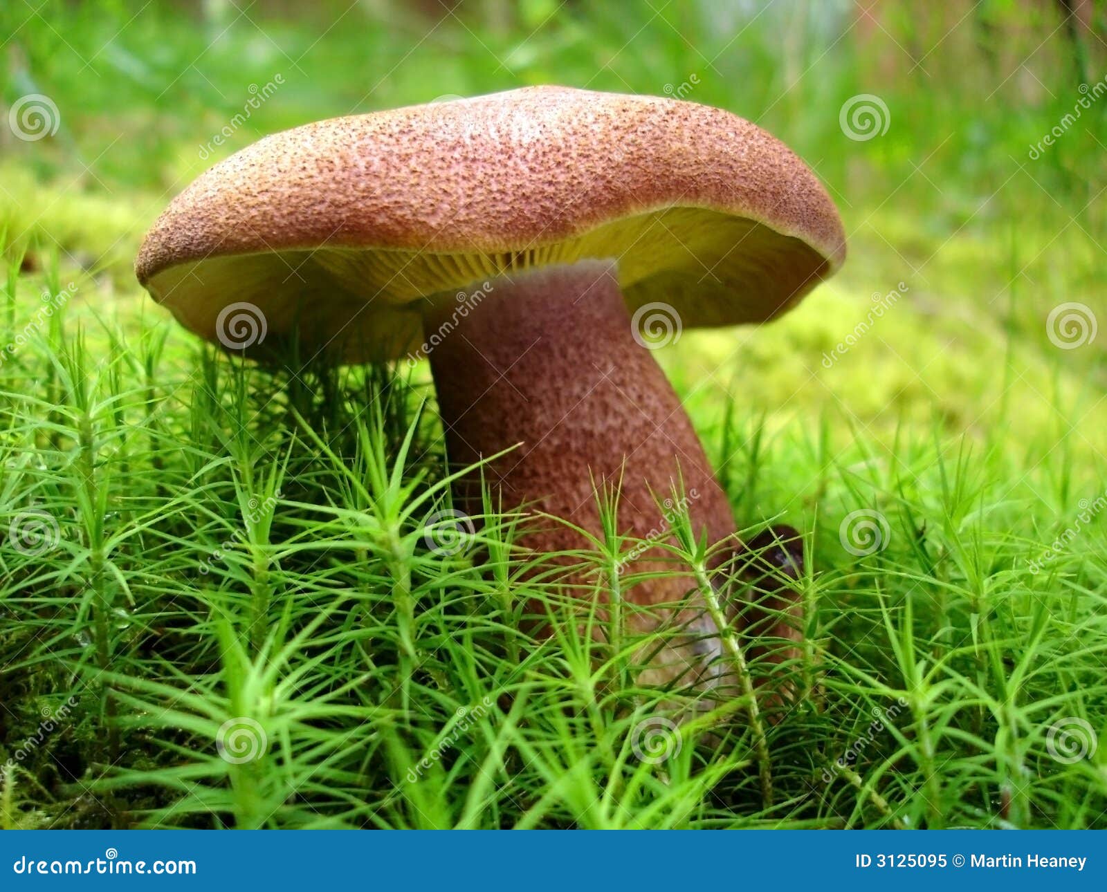 This Is A Type Of Fungus That Lives And Thrives On Damaged Wooden Doors