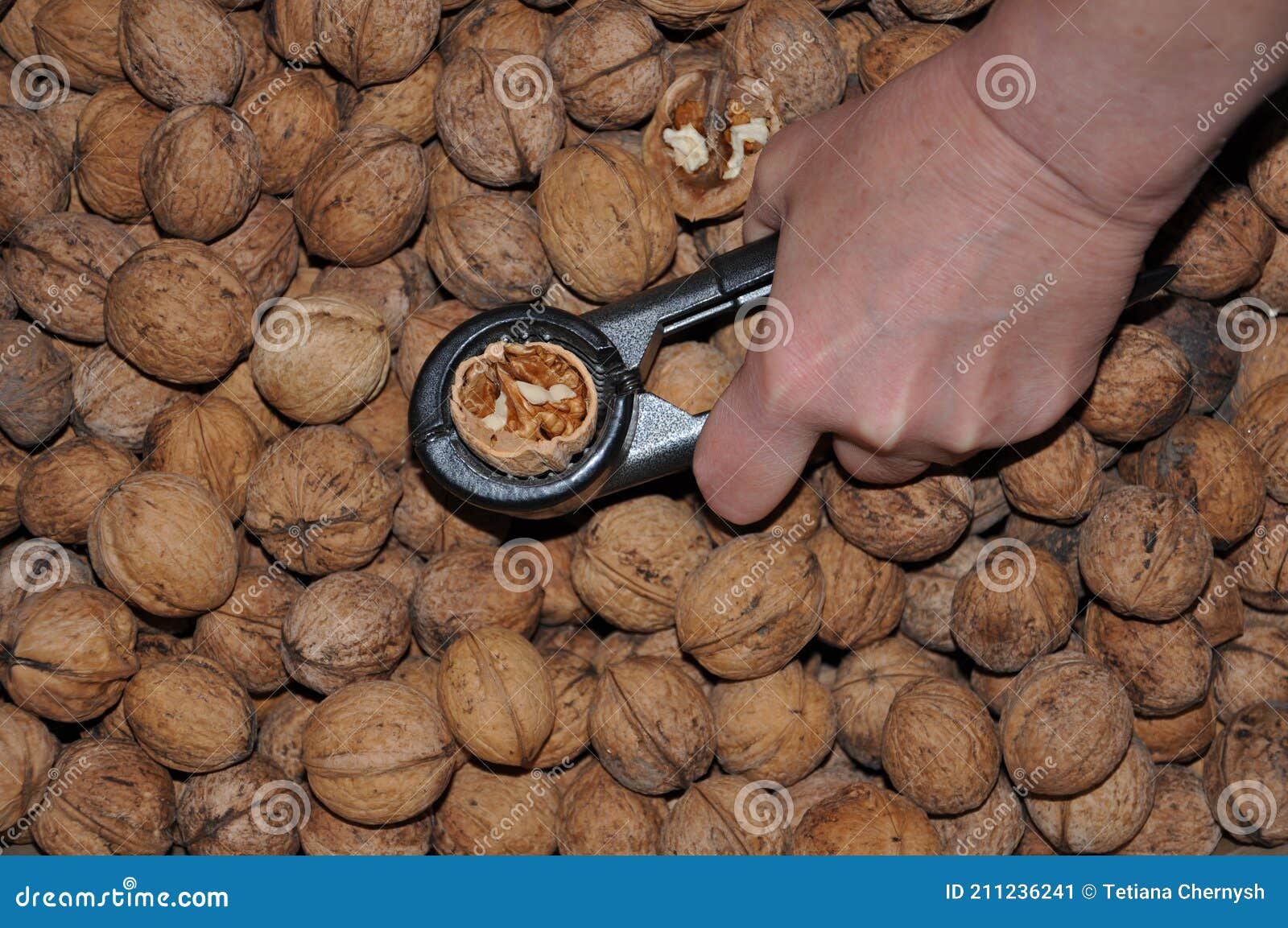 Tool for Cutting Walnuts in Hands on a Background of Nuts Stock Image