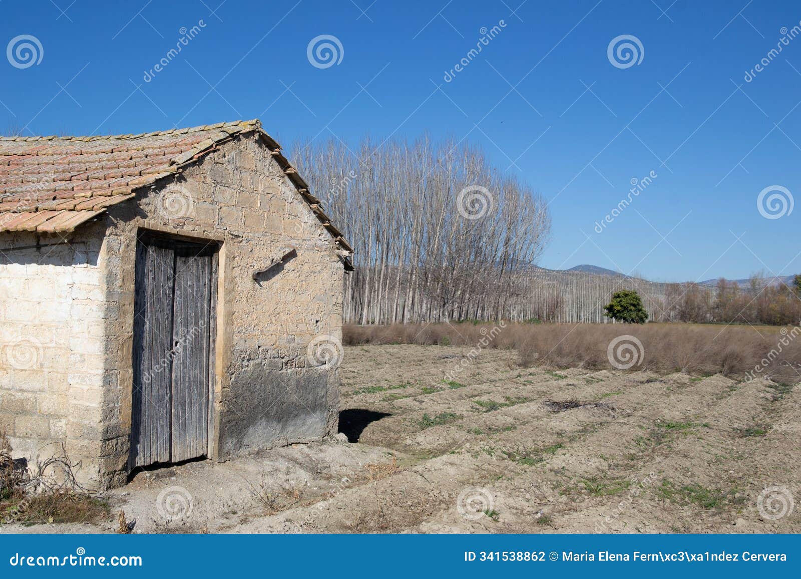 tool shed next to plowed land with leafless poplars in fuente vaqueros