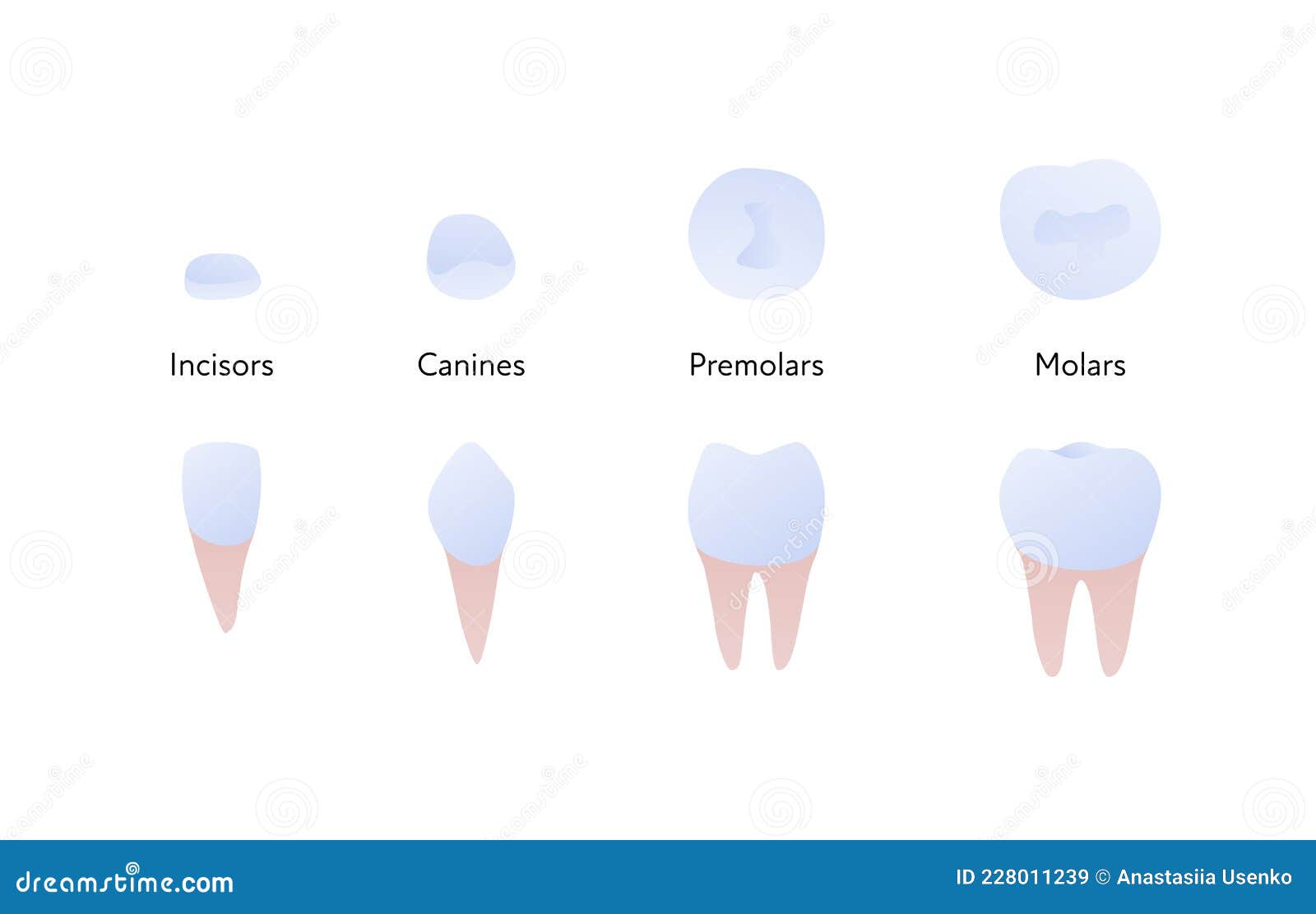tooth anatomy chart.  biomedical . incisor, canine, molar, premolar color icon set  on white background