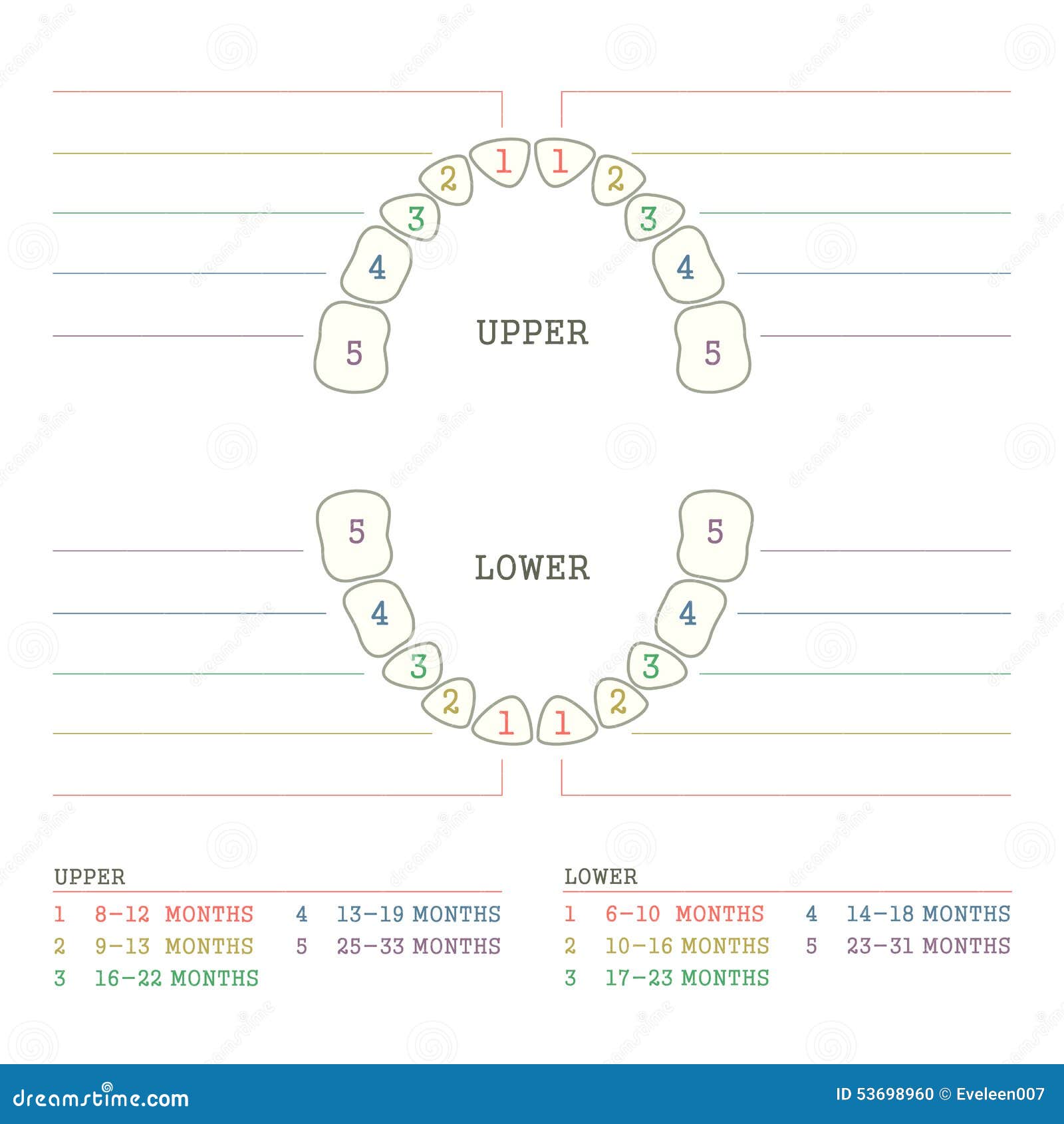 Baby Teeth Chart Diagram