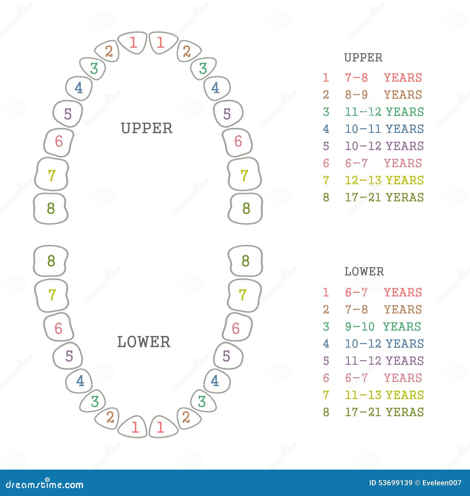 Tooth Charting Diagram