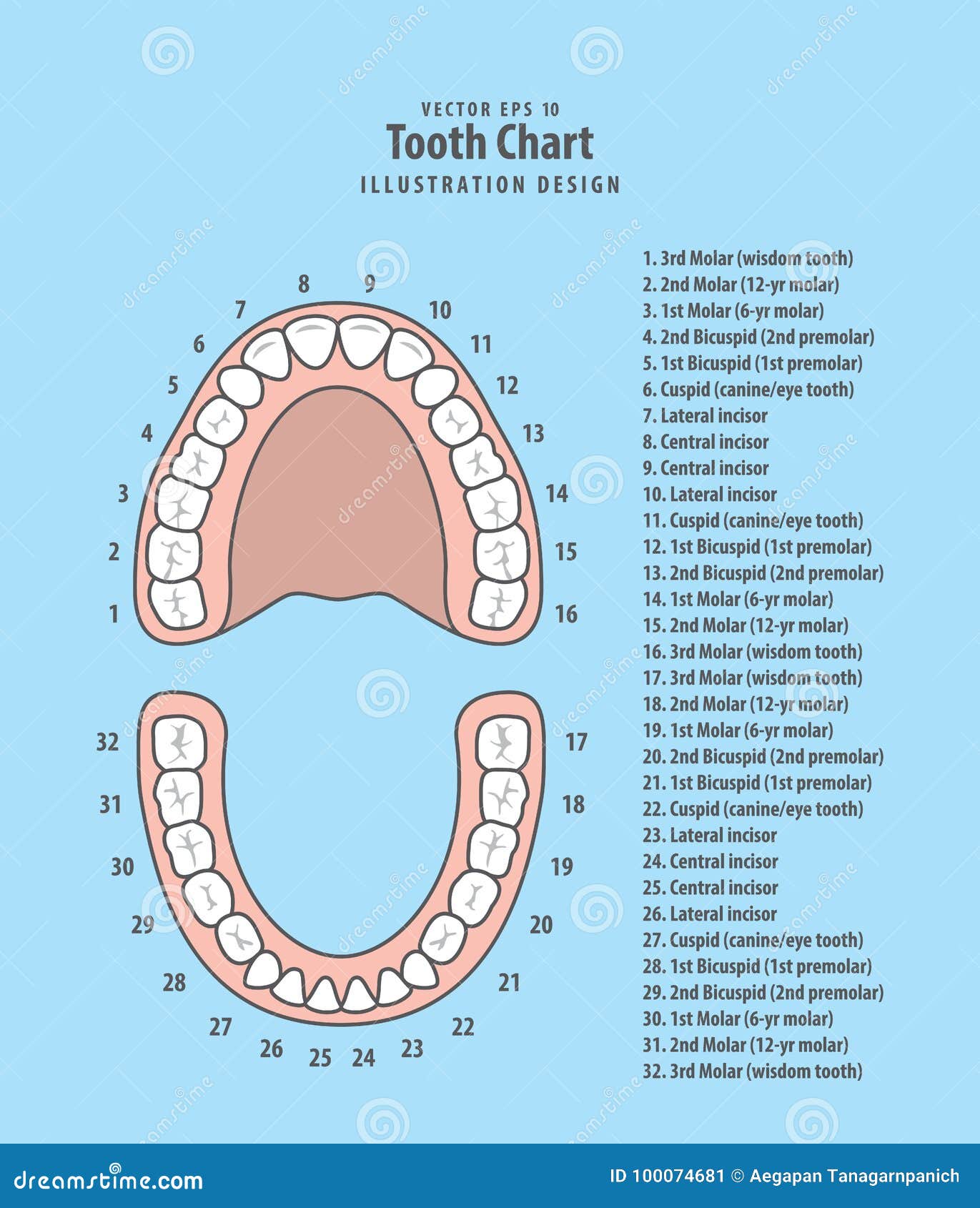 Tooth Number Chart