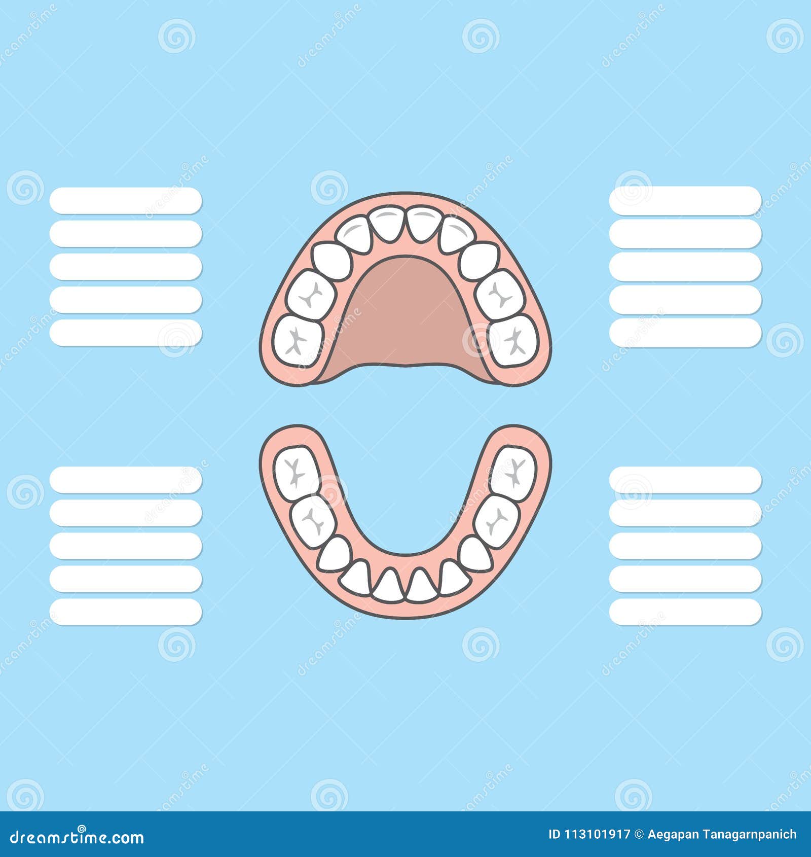 Canine Teeth Chart