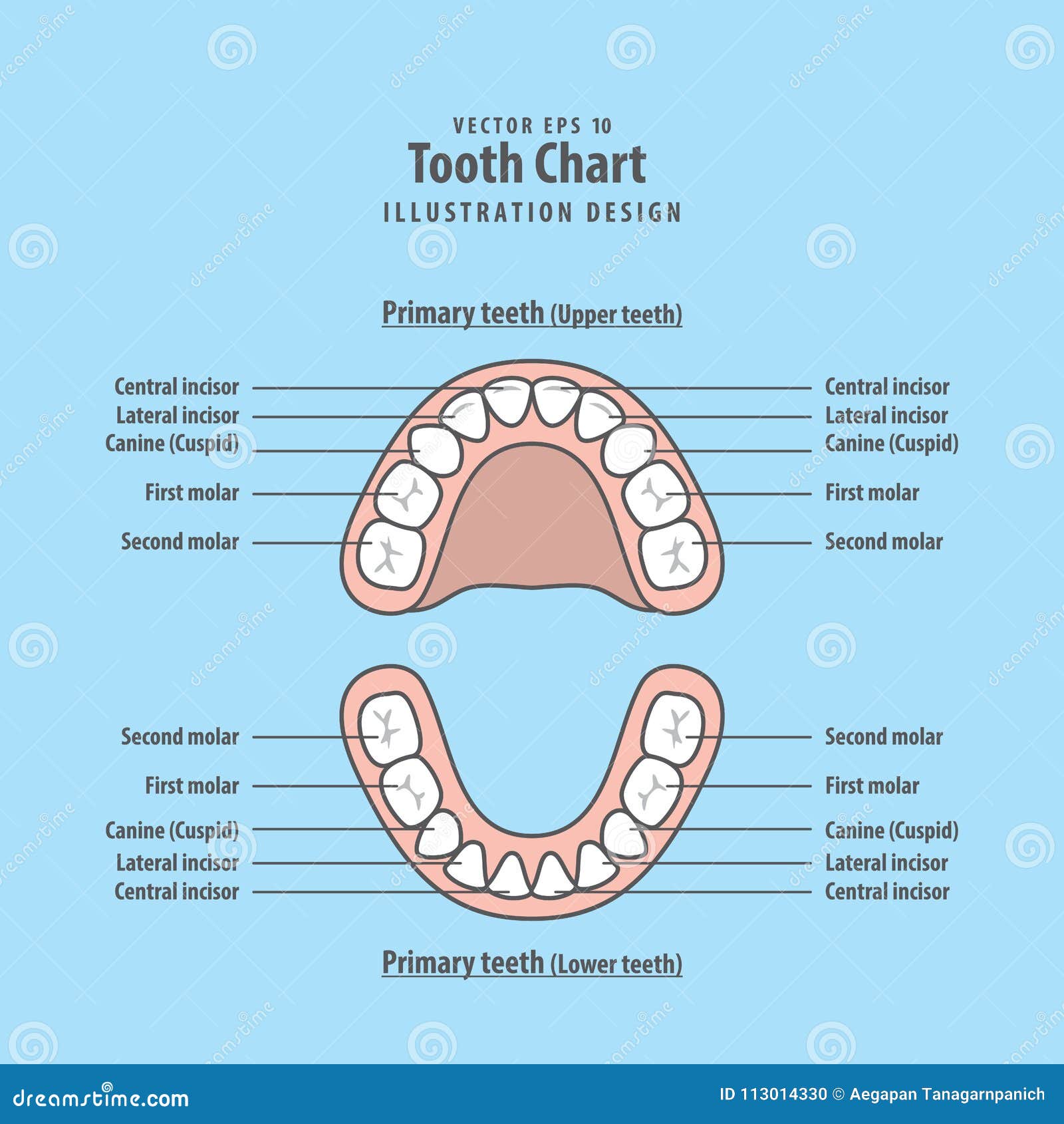 Tooth Chart Primary Teeth Illustration Vector On Blue ...