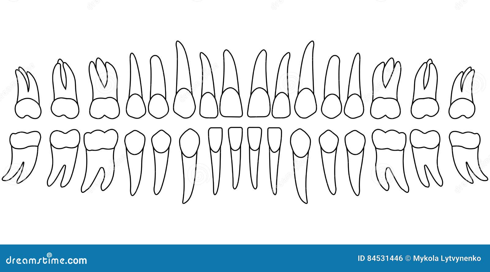 Dental Tooth Chart