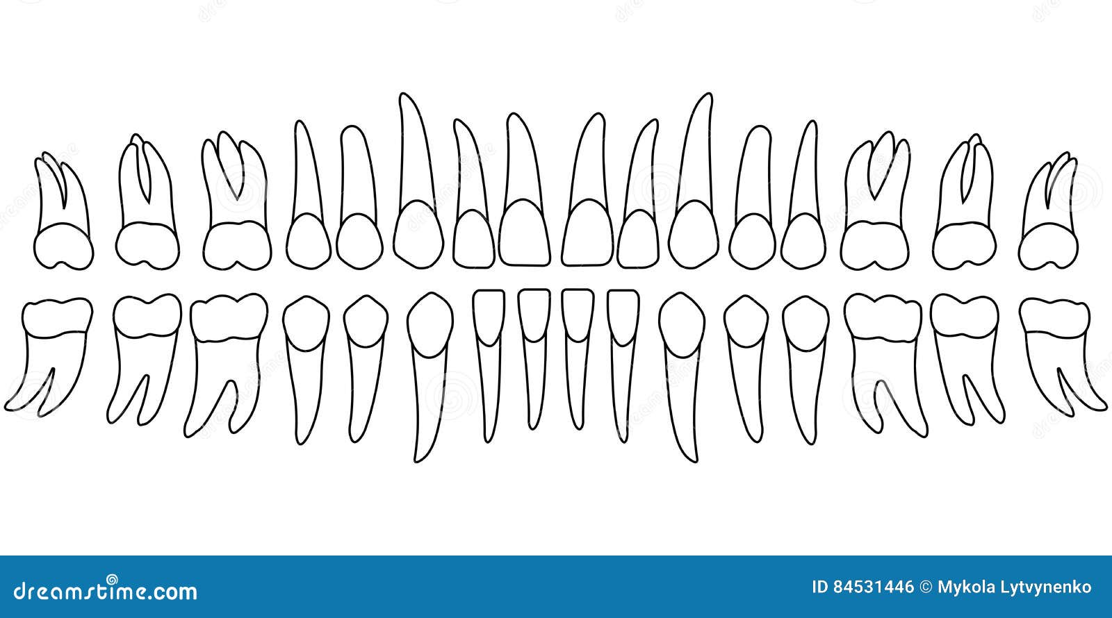 Orthodontic Tooth Chart