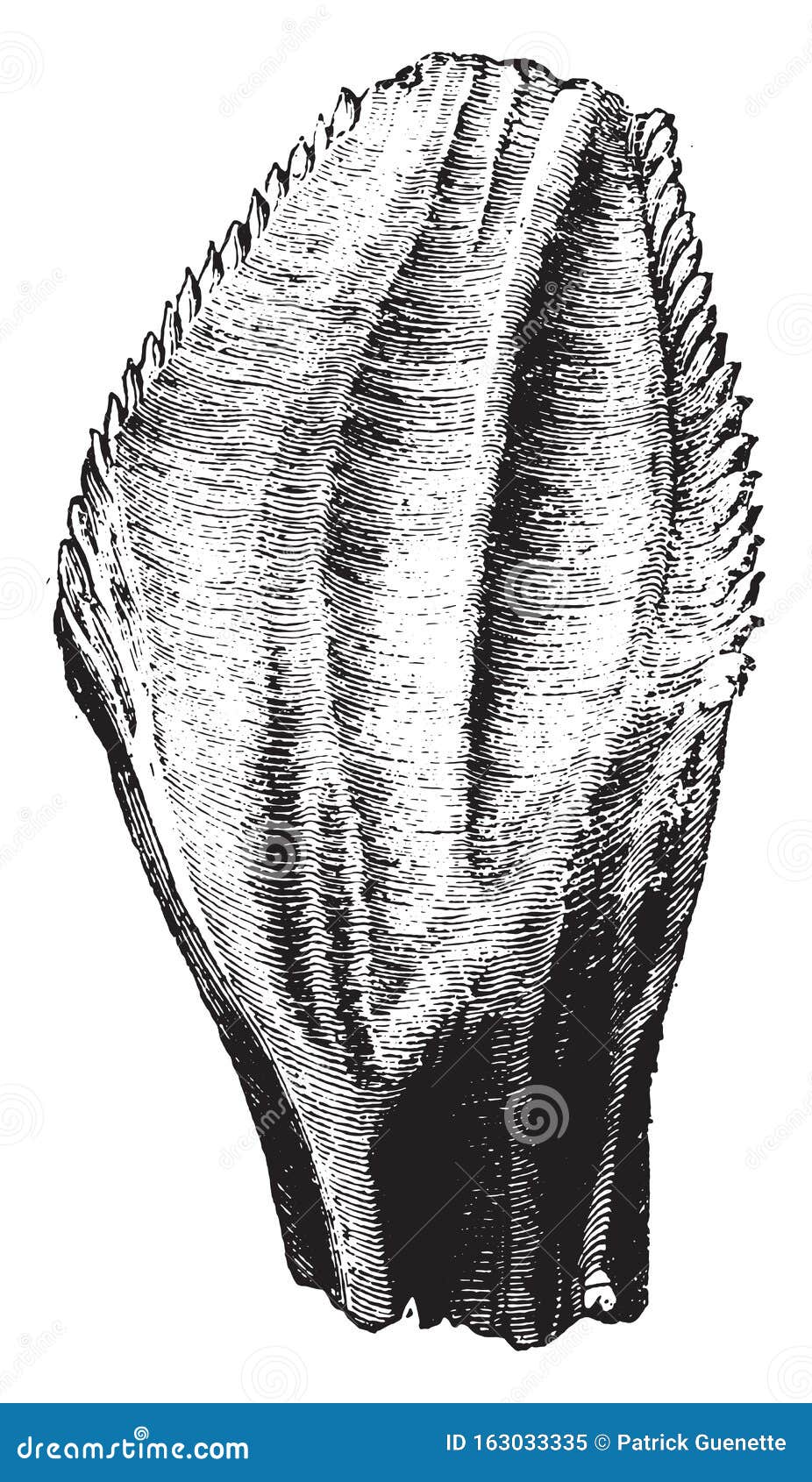 tooth of iguanodon, gigantic saurian, vintage engraving