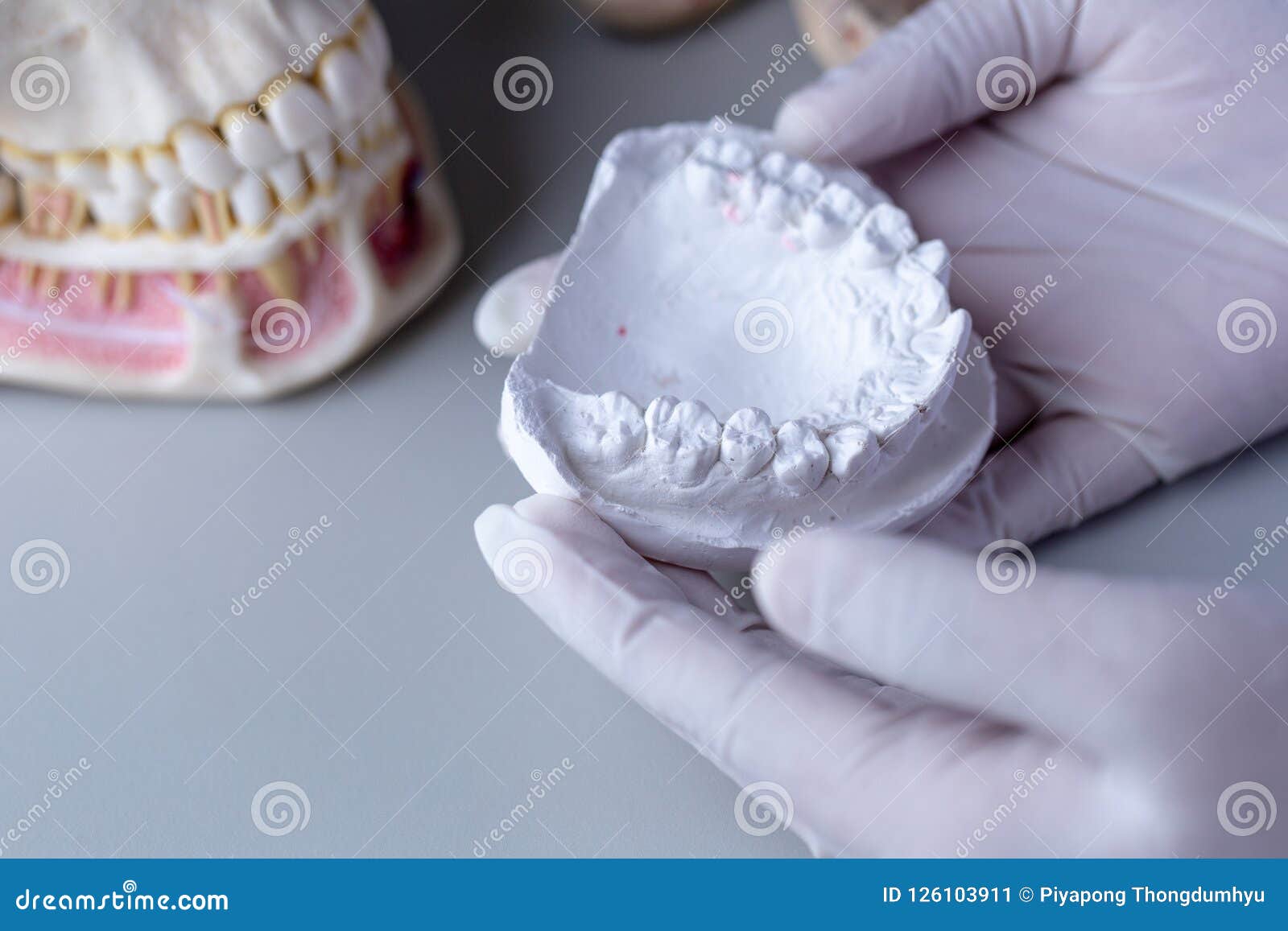 Tooth Model for Education in Laboratory. Stock Image Image of