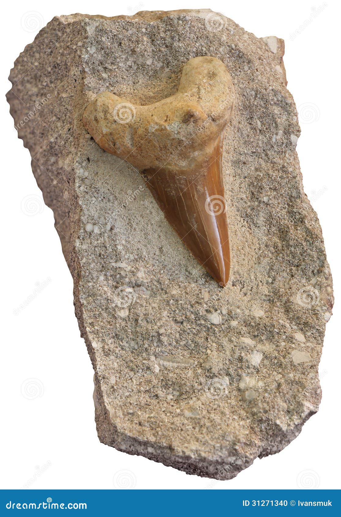 Tooth shark stock photo. Image of head, monster, history - 31271340