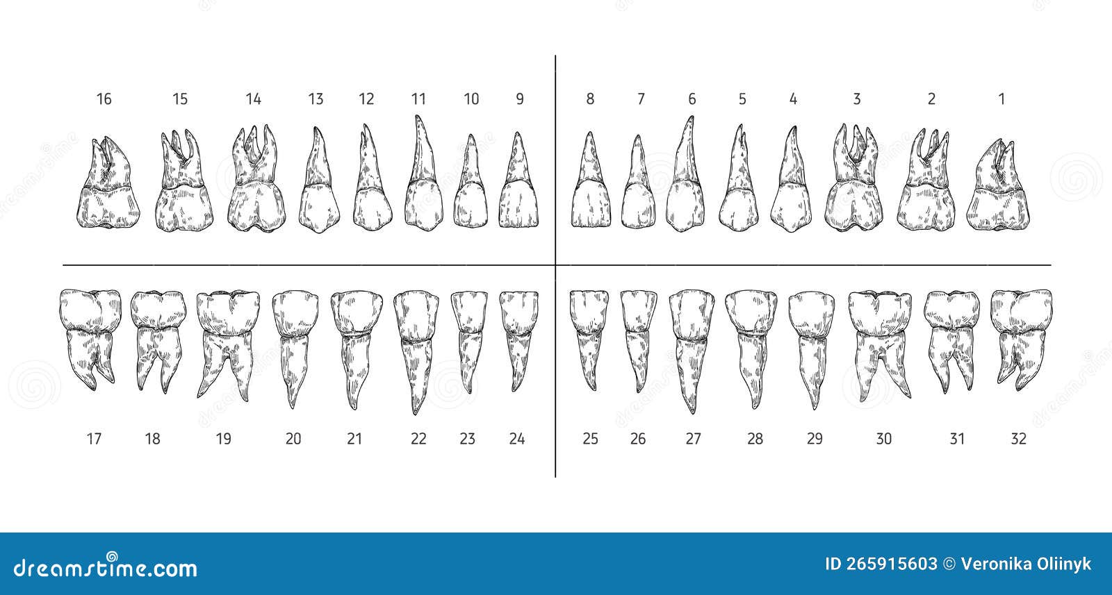 Tooth Types Sketch Teeth With Roots Dentist Tooth Numbers System And rotating-days-off-calendar-cele-meggie
