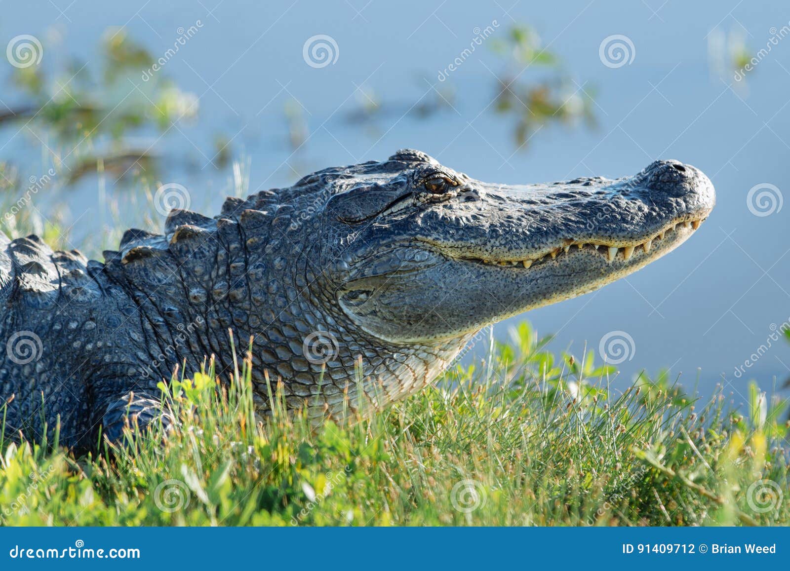 toothy alligator
