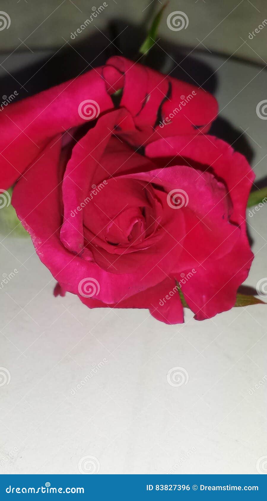 Top Angle of Pink Budding Rose Cutting Stock Photo Image of picked