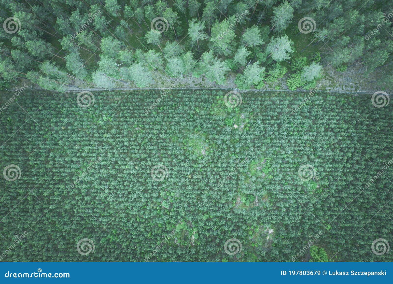 top down aerial view of green nursery forest bordering with mature forest