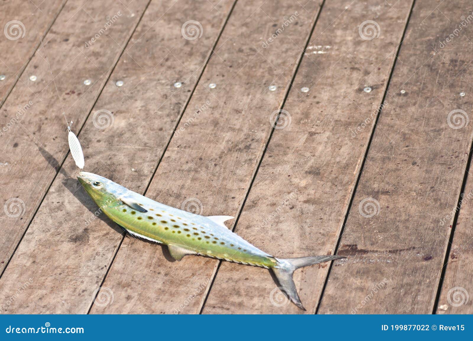 Caught Spanish Mackerel Fish Stock Photo - Image of sunny, spanish:  199877022