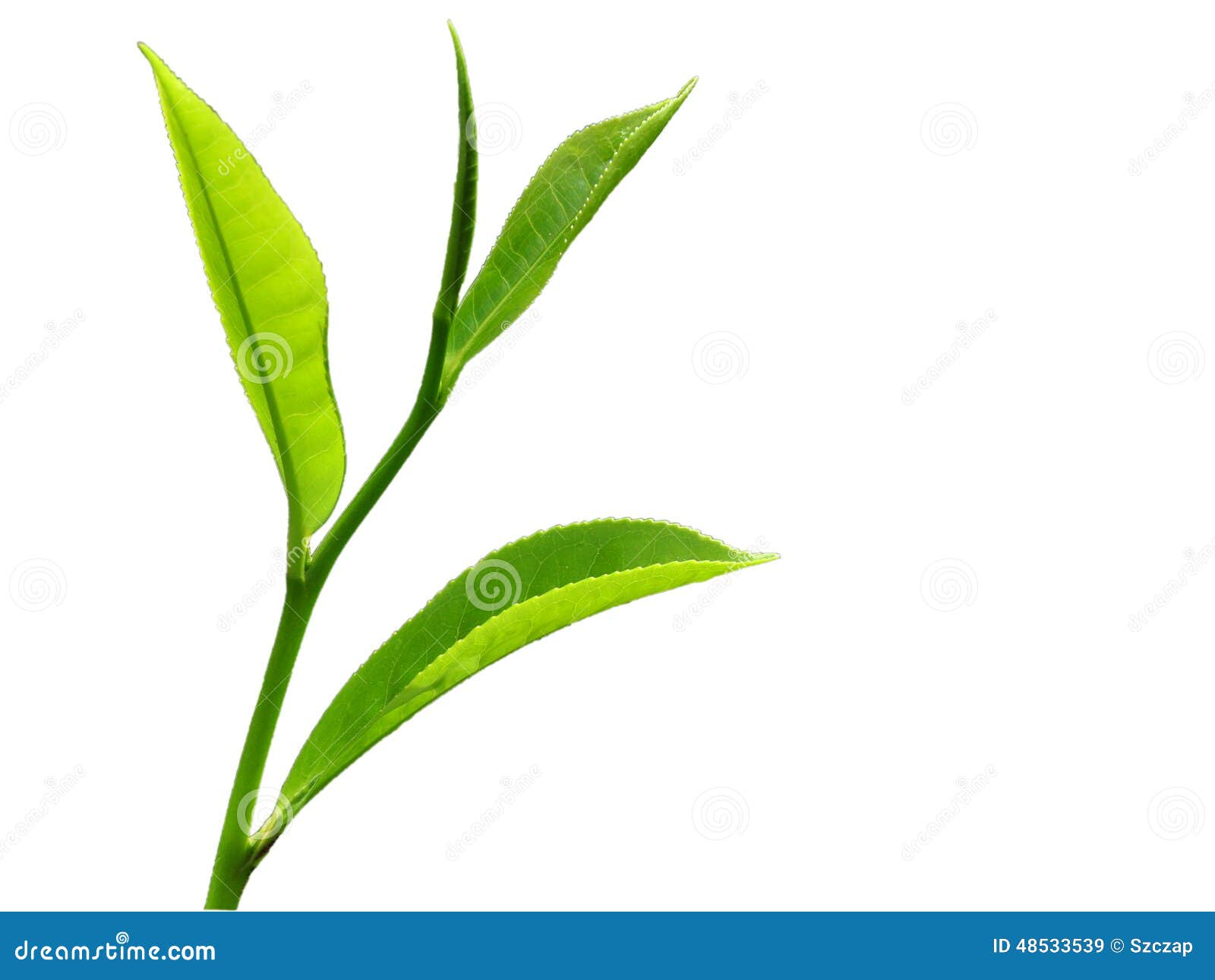 Top Four Leaves of a Tea Plant Stock Image Image of plantation, drink