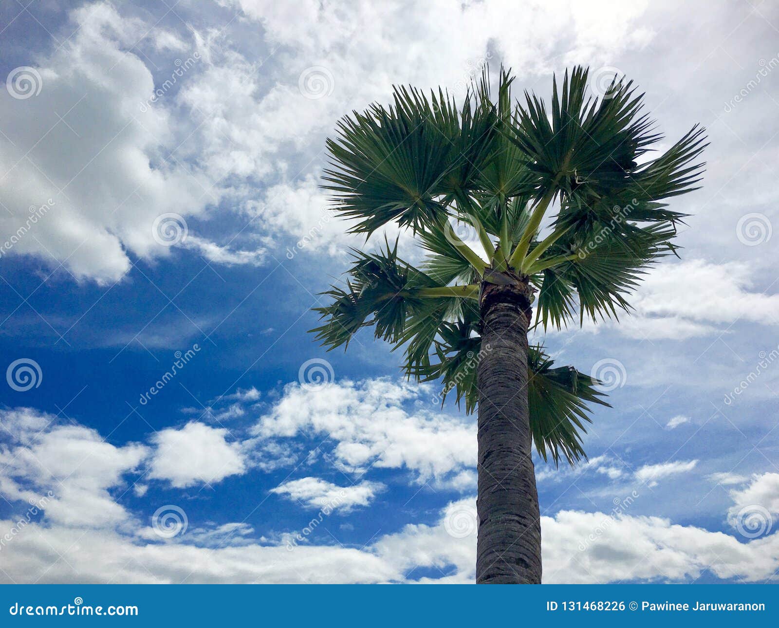 top half single sugar palm tree under blue sky and white cloud