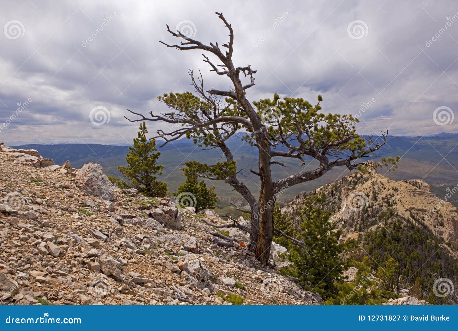 Tree Snag Windy Top Heart Mountain Stock Image Image of hike, natural 12731827