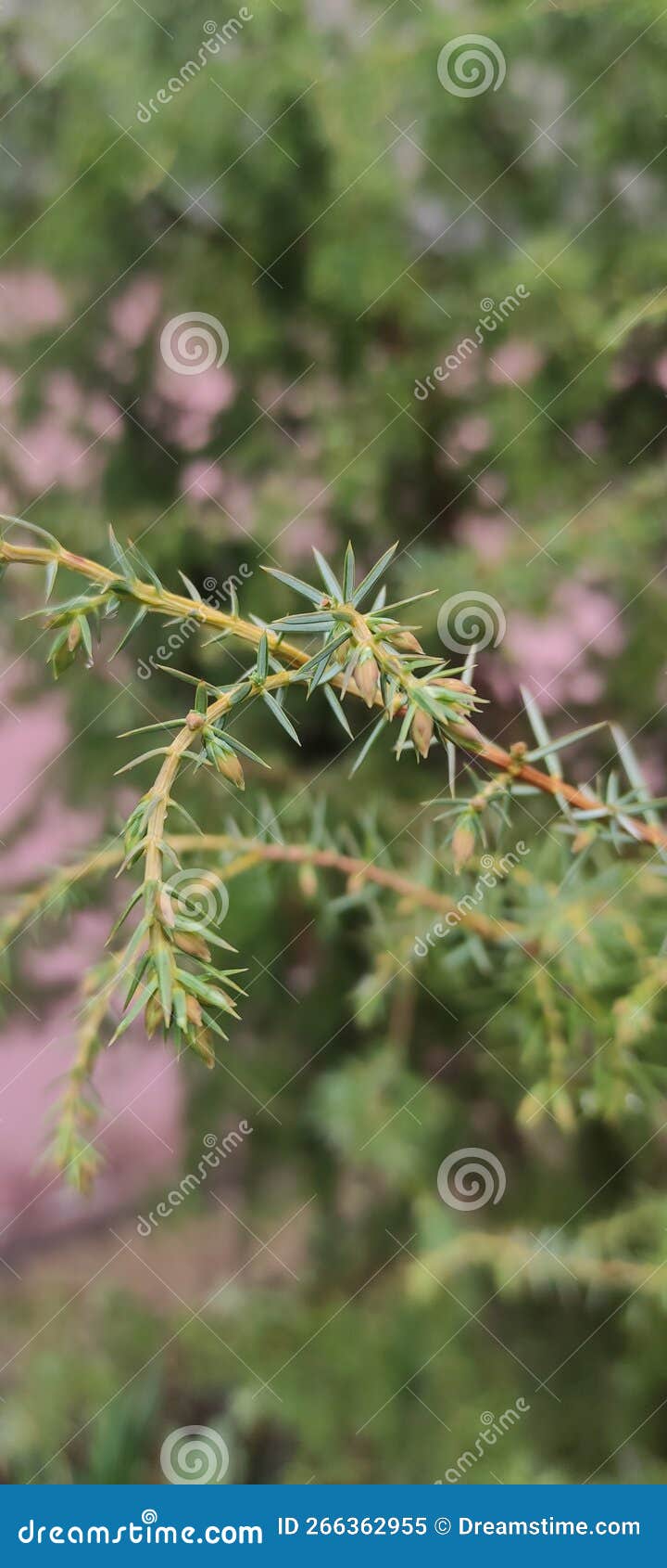 tree from ukr forest